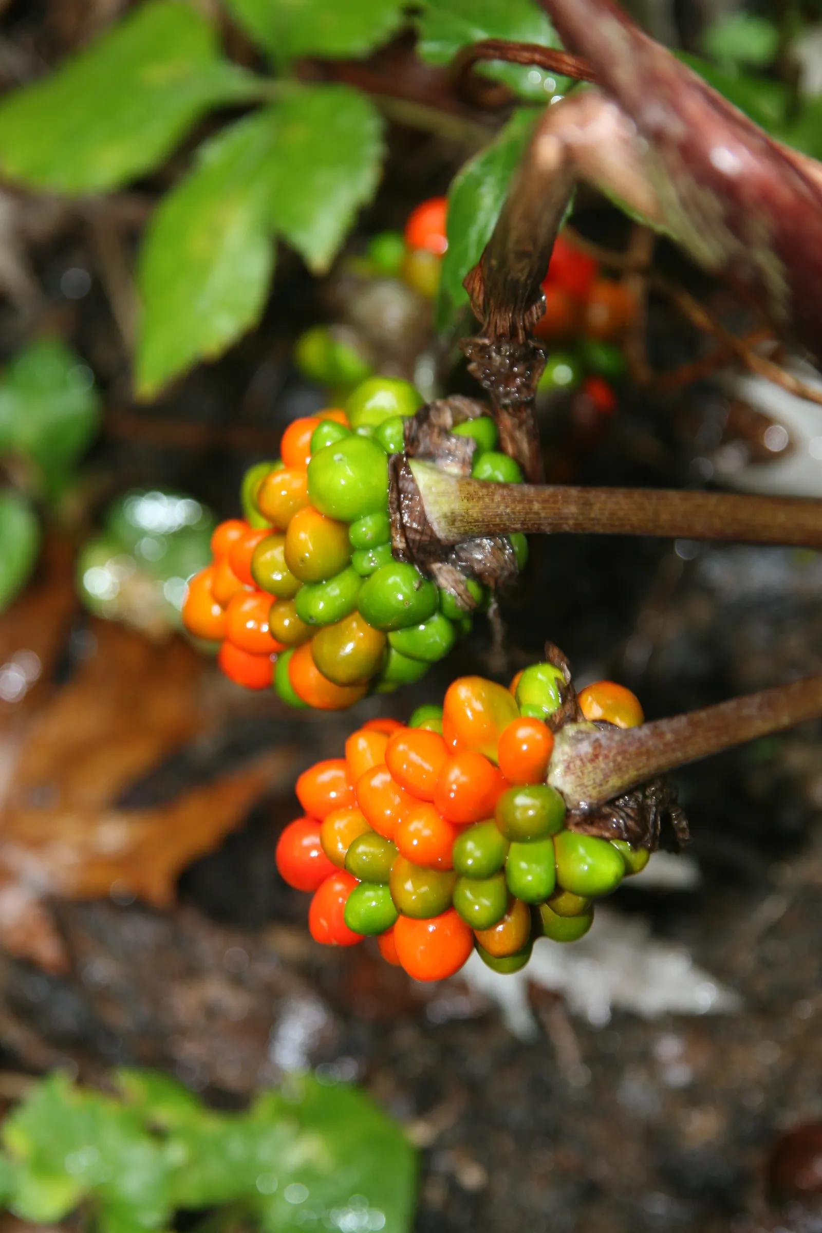 Jack-In-The-Pulpit (Arisaema Triphyllum) — it provides intriguing vertical accents in shaded gardens; this plant forms colonies through its, image 116