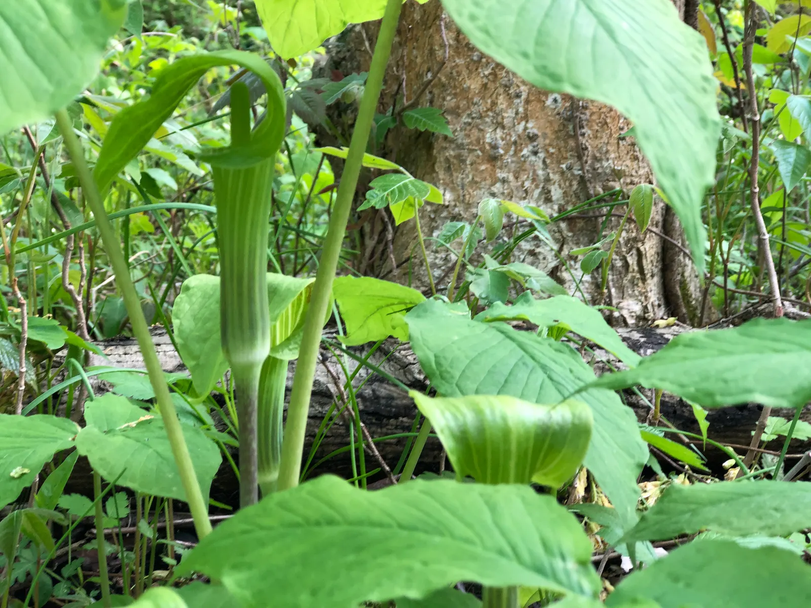 Jack-In-The-Pulpit (Arisaema Triphyllum) — it bears clusters of brilliant red berries that provide a visual interest as well as food for local wildlife; while