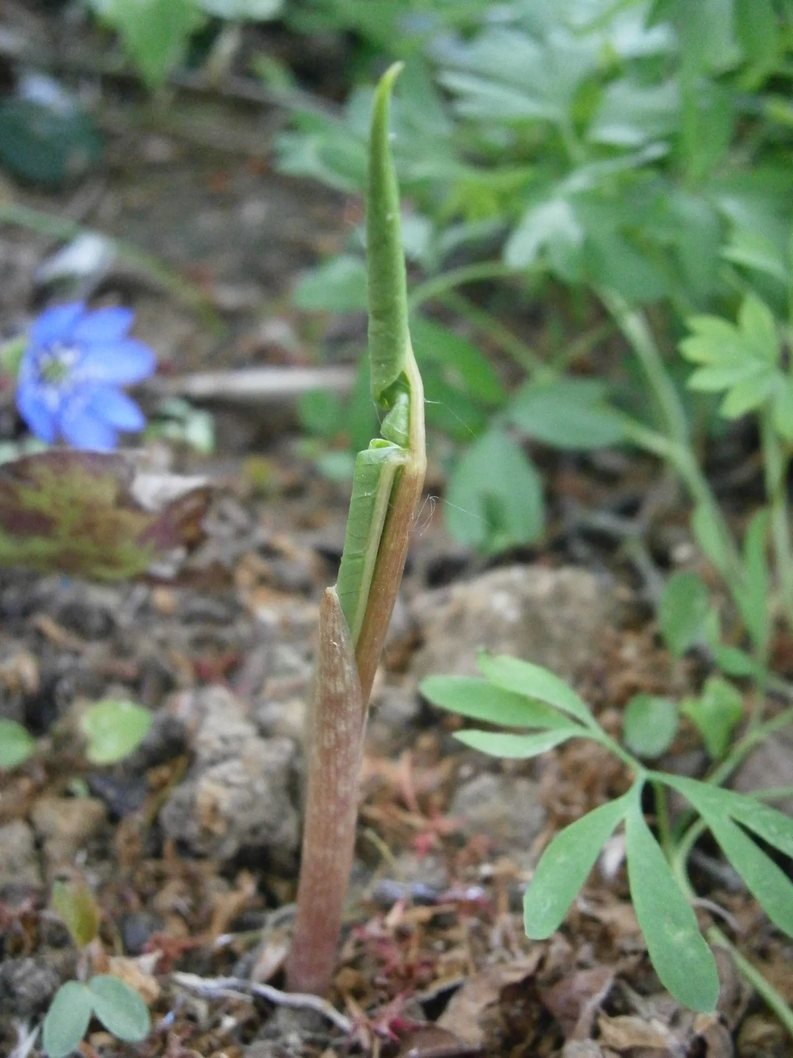 Jack-In-The-Pulpit (Arisaema Triphyllum) — gold and multi-colored and purple flowers in the garden; notable for its striking spring bloom and, image 108