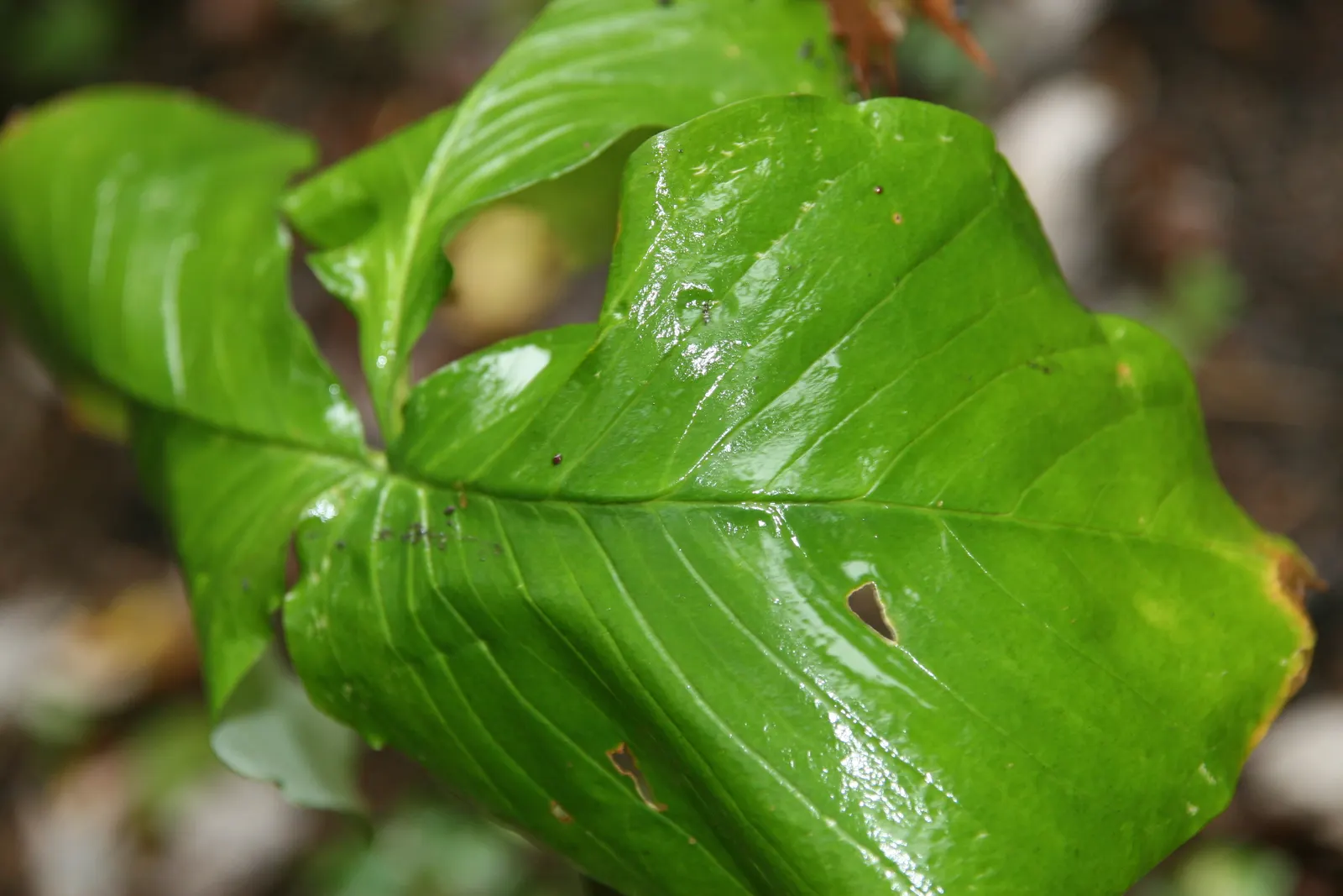 Jack-In-The-Pulpit (Arisaema Triphyllum) — It can adapt to various soil types but thrives best in a slightly acidic to neutral pH range; perennial, image 60