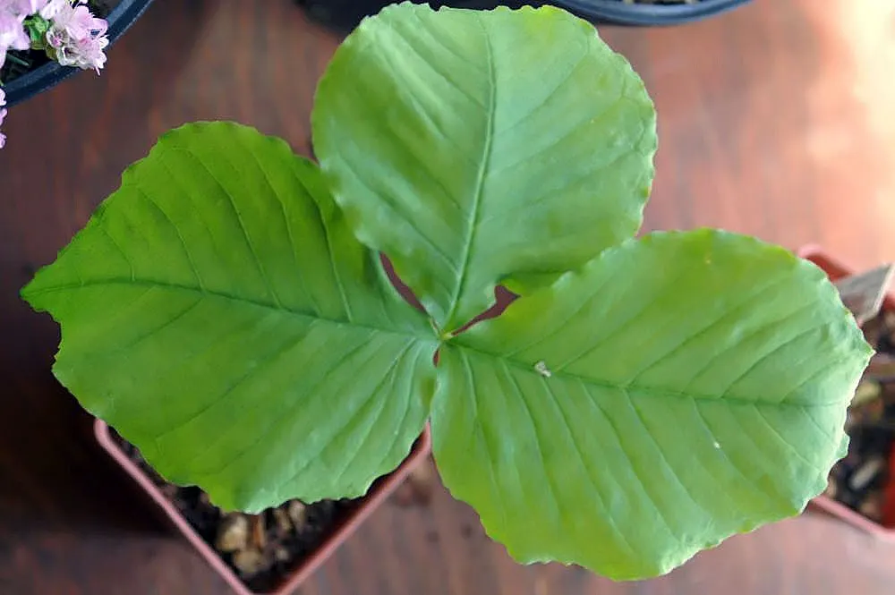 Jack-In-The-Pulpit (Arisaema Triphyllum) — rich soil with partial to full shade; this intriguing bloom, which can reach a height of 1 to 2 feet, image 68