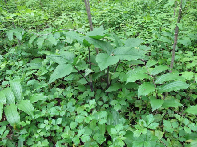 Jack-In-The-Pulpit (Arisaema Triphyllum) — this plant forms colonies through its corm-like tubers; it provides intriguing vertical accents in, image 61