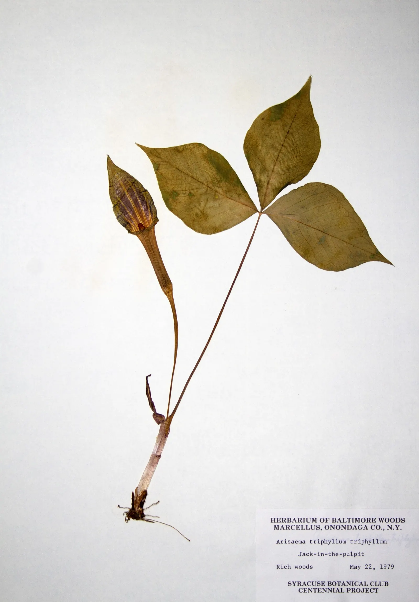 Jack-In-The-Pulpit (Arisaema Triphyllum) — this plant forms colonies through its corm-like tubers
