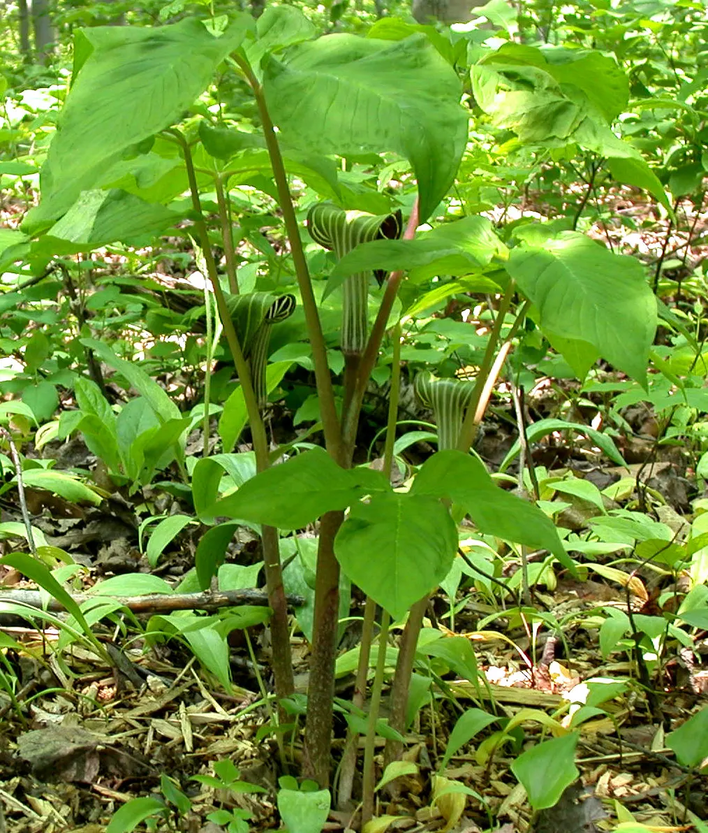 Jack-In-The-Pulpit (Arisaema Triphyllum) — rich soil with partial to full shade; this intriguing bloom, which can reach a height of 1 to 2 feet, appears from