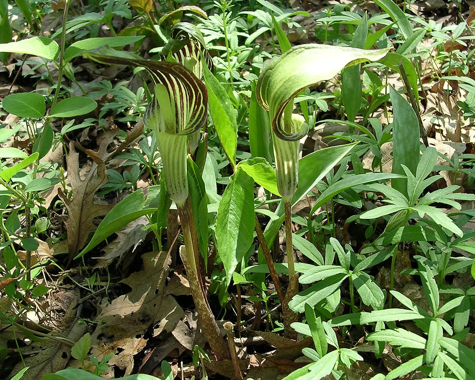 Jack-In-The-Pulpit (Arisaema Triphyllum) — gold and multi-colored and purple flowers in the garden; notable for its striking spring bloom and bright red