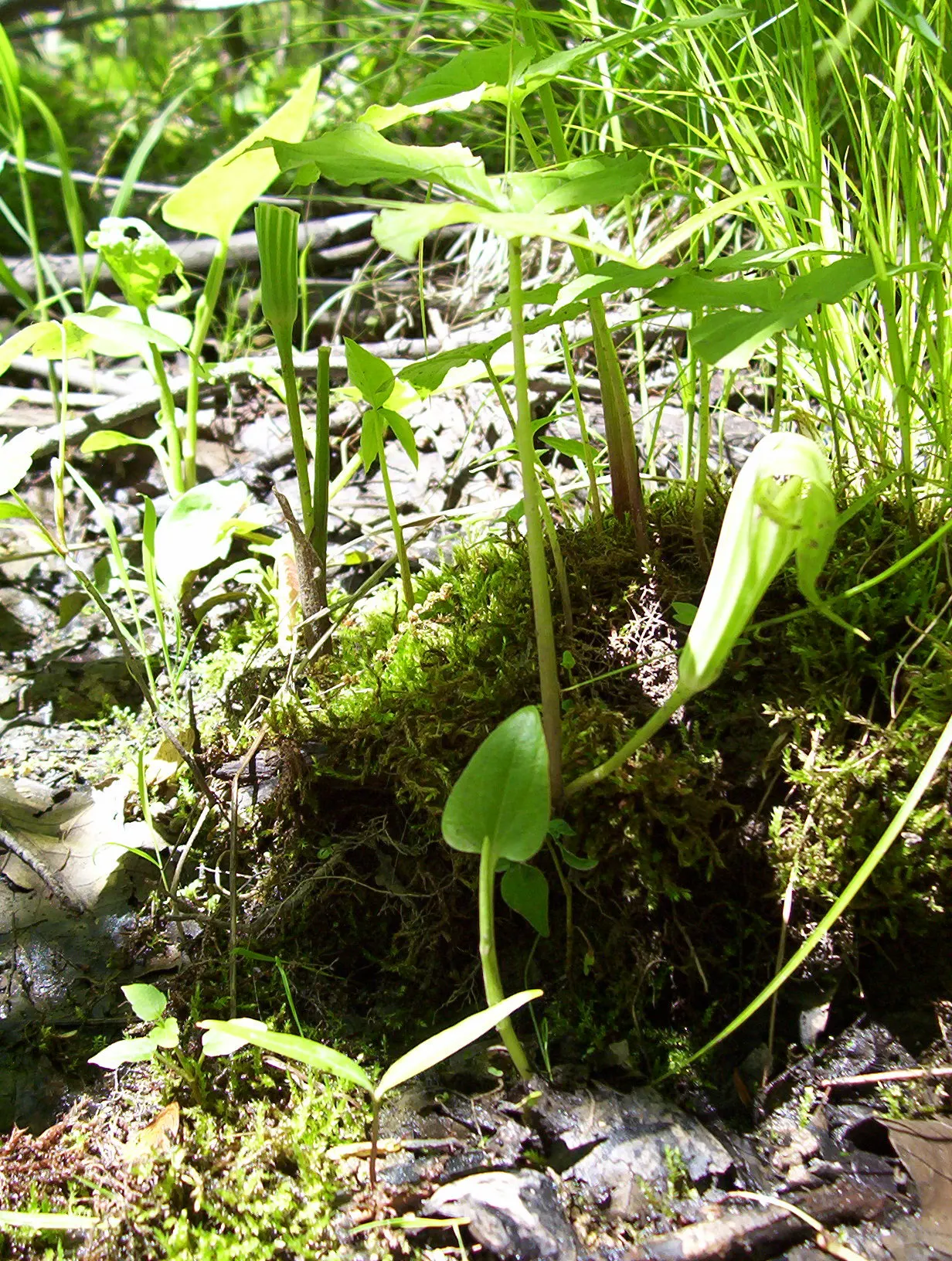 Jack-In-The-Pulpit (Arisaema Triphyllum) — Jack-in-the-pulpit requires moist; scientifically named Arisaema triphyllum, image 58