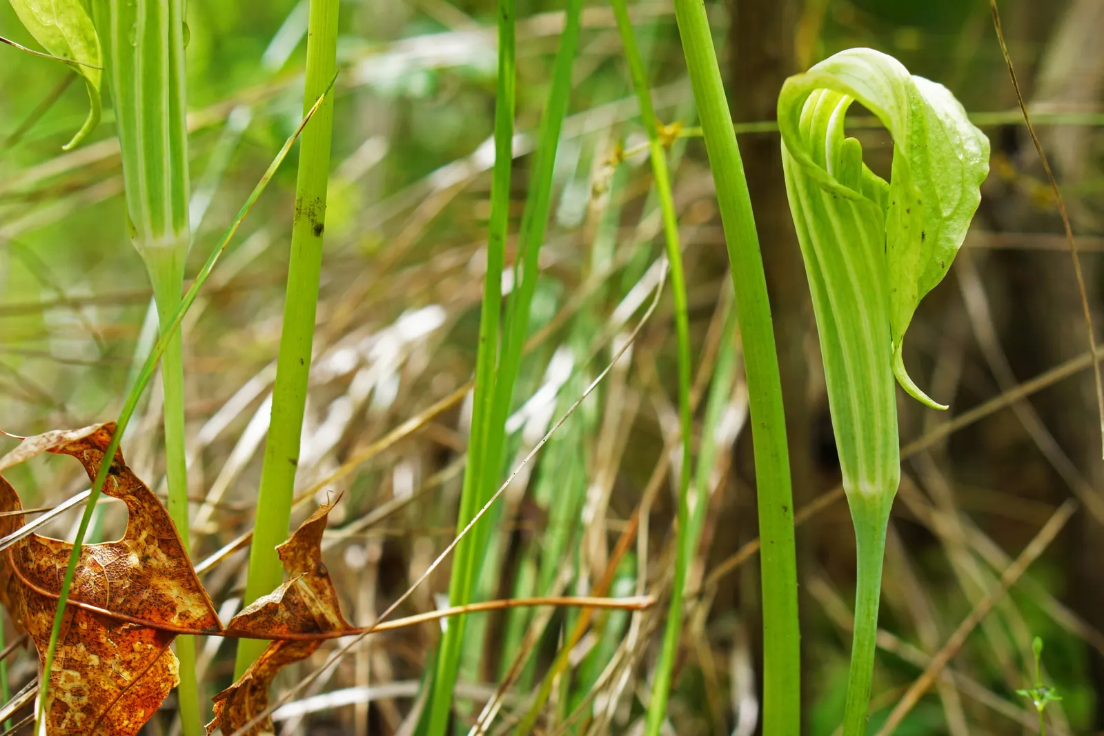 Jack-In-The-Pulpit (Arisaema Triphyllum) — well-drained soil rich in organic matter; jack-in-the-pulpit requires moist, image 59