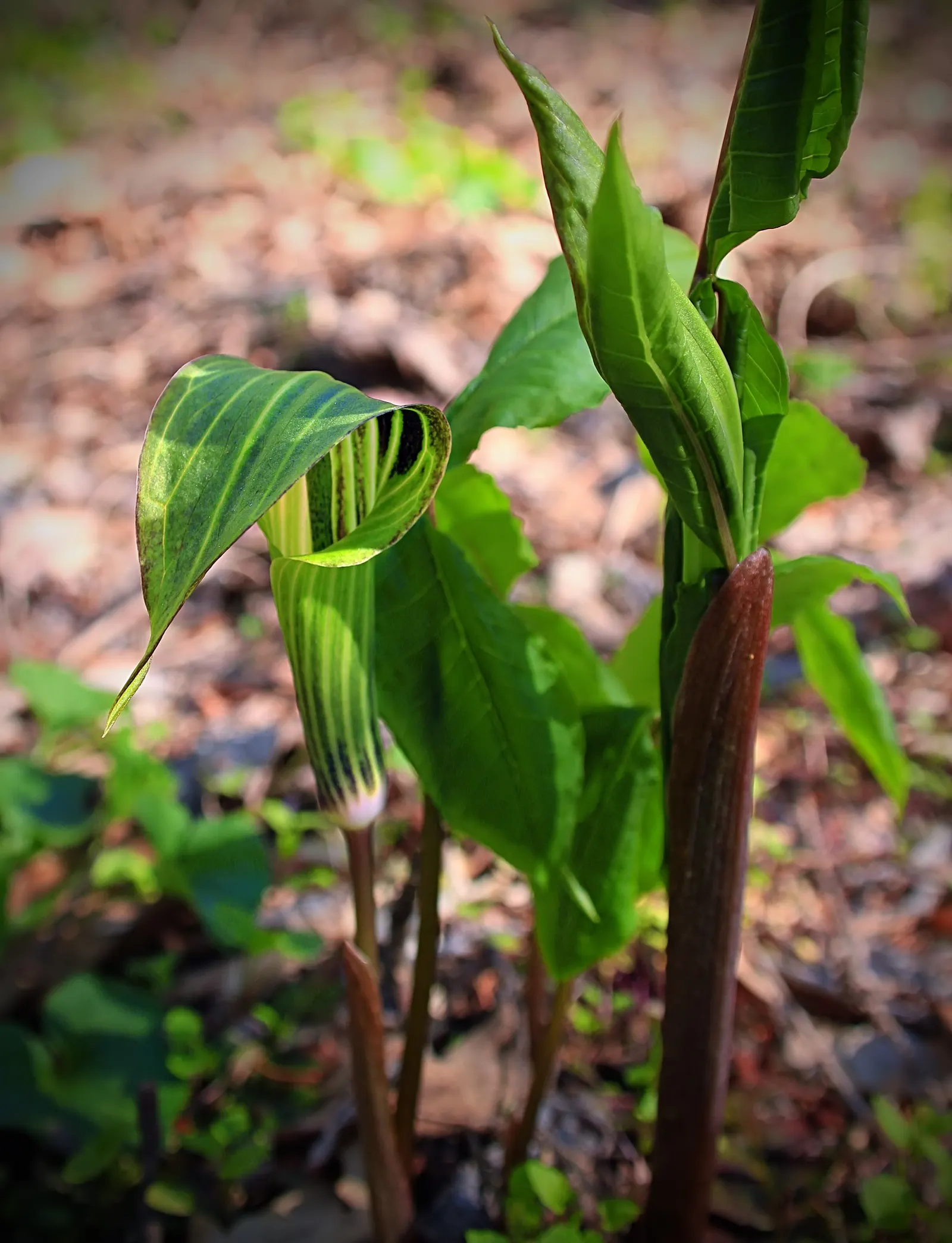 Jack-In-The-Pulpit (Arisaema Triphyllum) — The spathe\'s curious shape resembles a pulpit; well-drained soil rich in organic matter