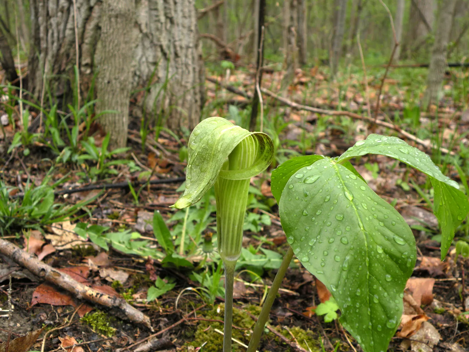 Jack-In-The-Pulpit (Arisaema Triphyllum) — Notable for its striking spring bloom and bright red berries in autumn; which encases a central spadix, image 71