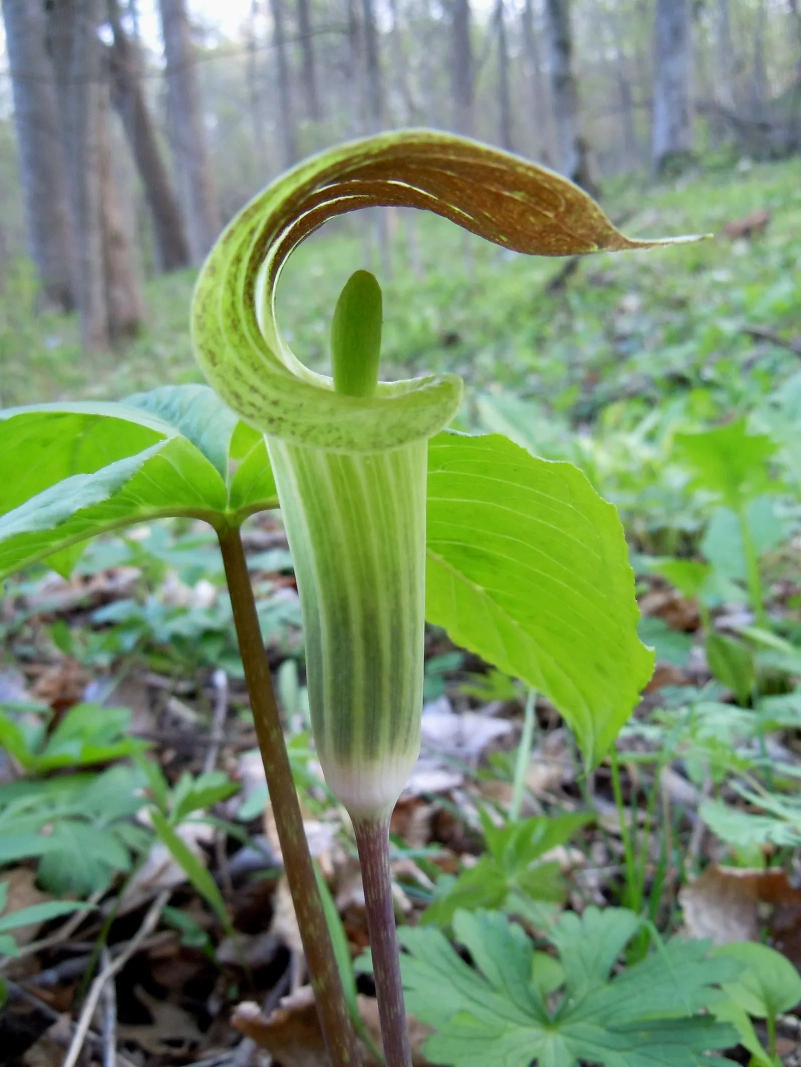Jack-In-The-Pulpit (Arisaema Triphyllum) — it provides intriguing vertical accents in shaded gardens; this plant forms colonies through its, image 94