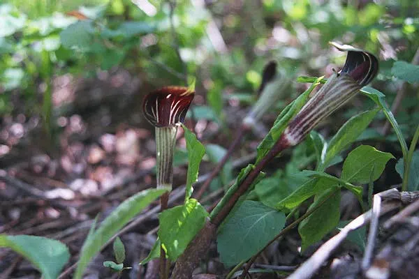 Jack-In-The-Pulpit (Arisaema Triphyllum) — With minimal care and its tolerance for low light and moist conditions; gold and multi-colored and, image 85