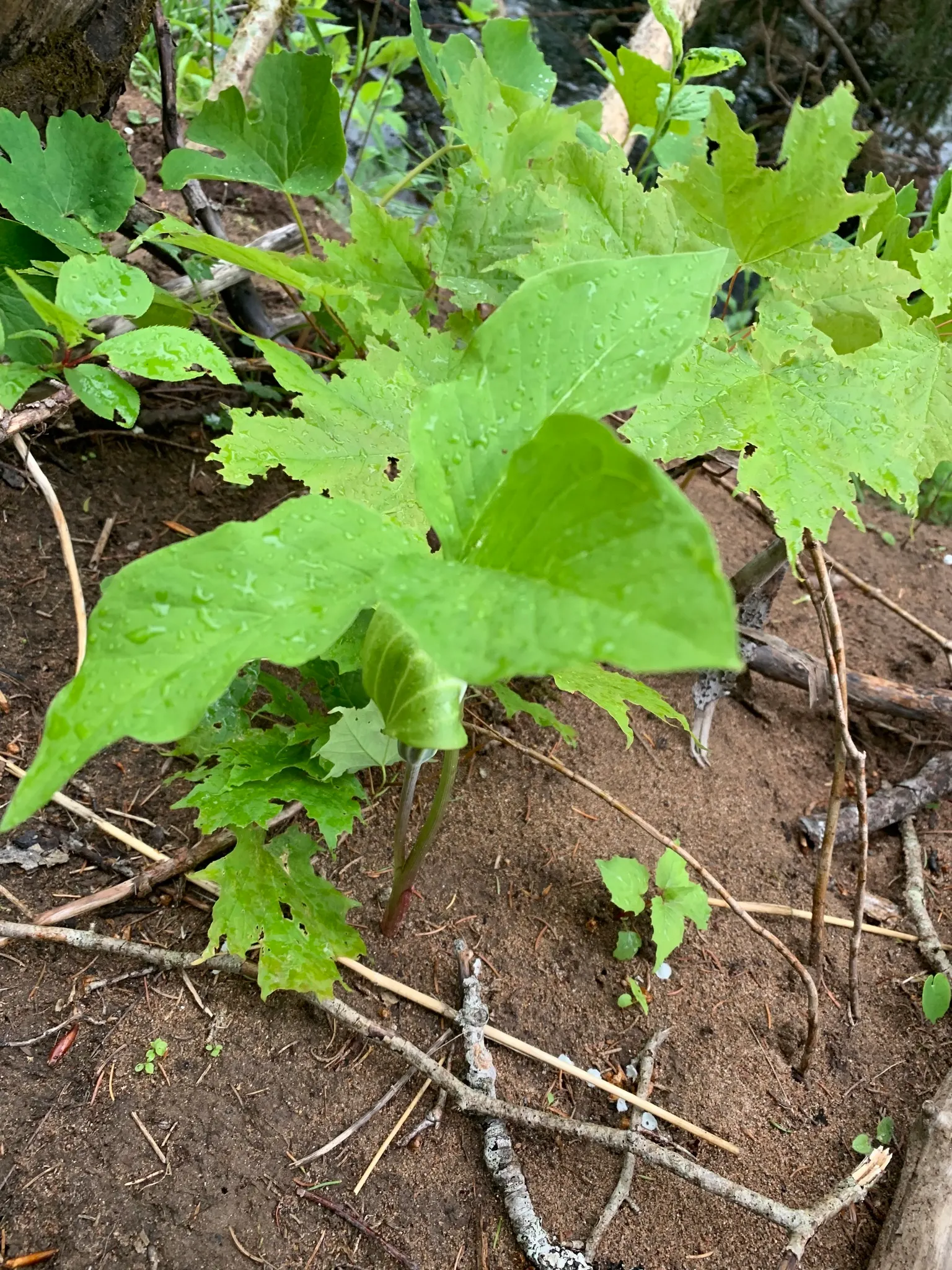 Jack-In-The-Pulpit (Arisaema Triphyllum) — This plant, native to eastern North America, grows 1-2 feet high and spreads 1 foot; it features a hooded spathe up