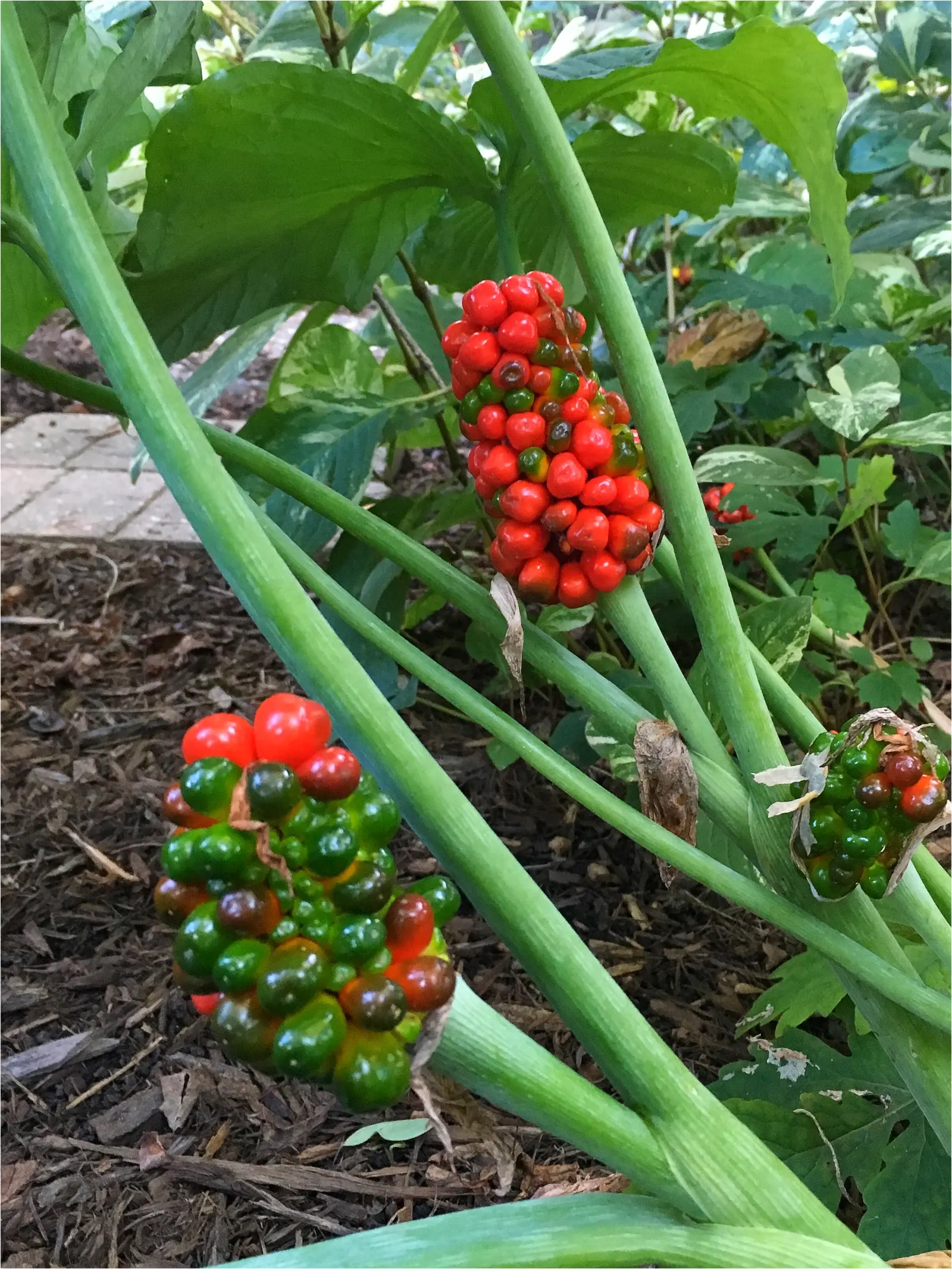 Jack-In-The-Pulpit (Arisaema Triphyllum) — With minimal care and its tolerance for low light and moist conditions
