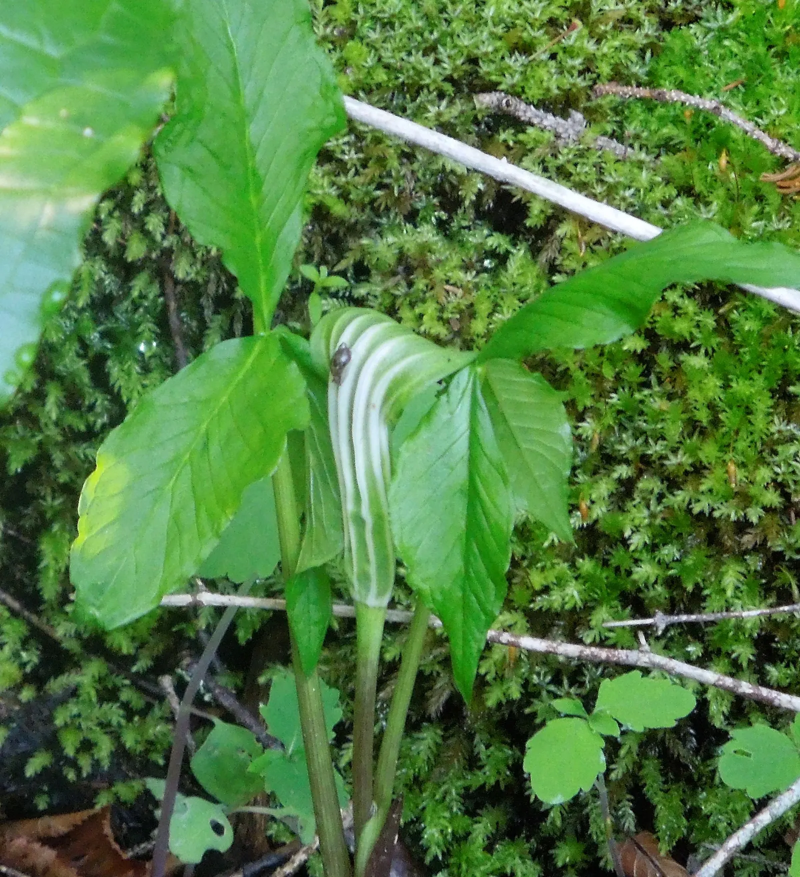 Jack-In-The-Pulpit (Arisaema Triphyllum) — scientifically named Arisaema triphyllum; rich soil with partial to full shade, image 95