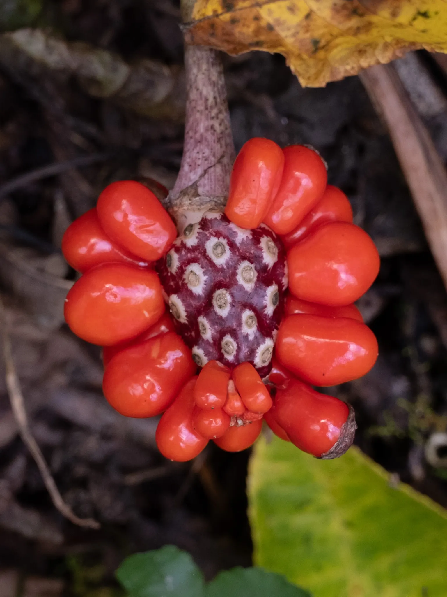 Jack-In-The-Pulpit (Arisaema Triphyllum) — is a captivating woodland perennial; this plant, native to eastern North America, grows 1-2 feet high and spreads 1