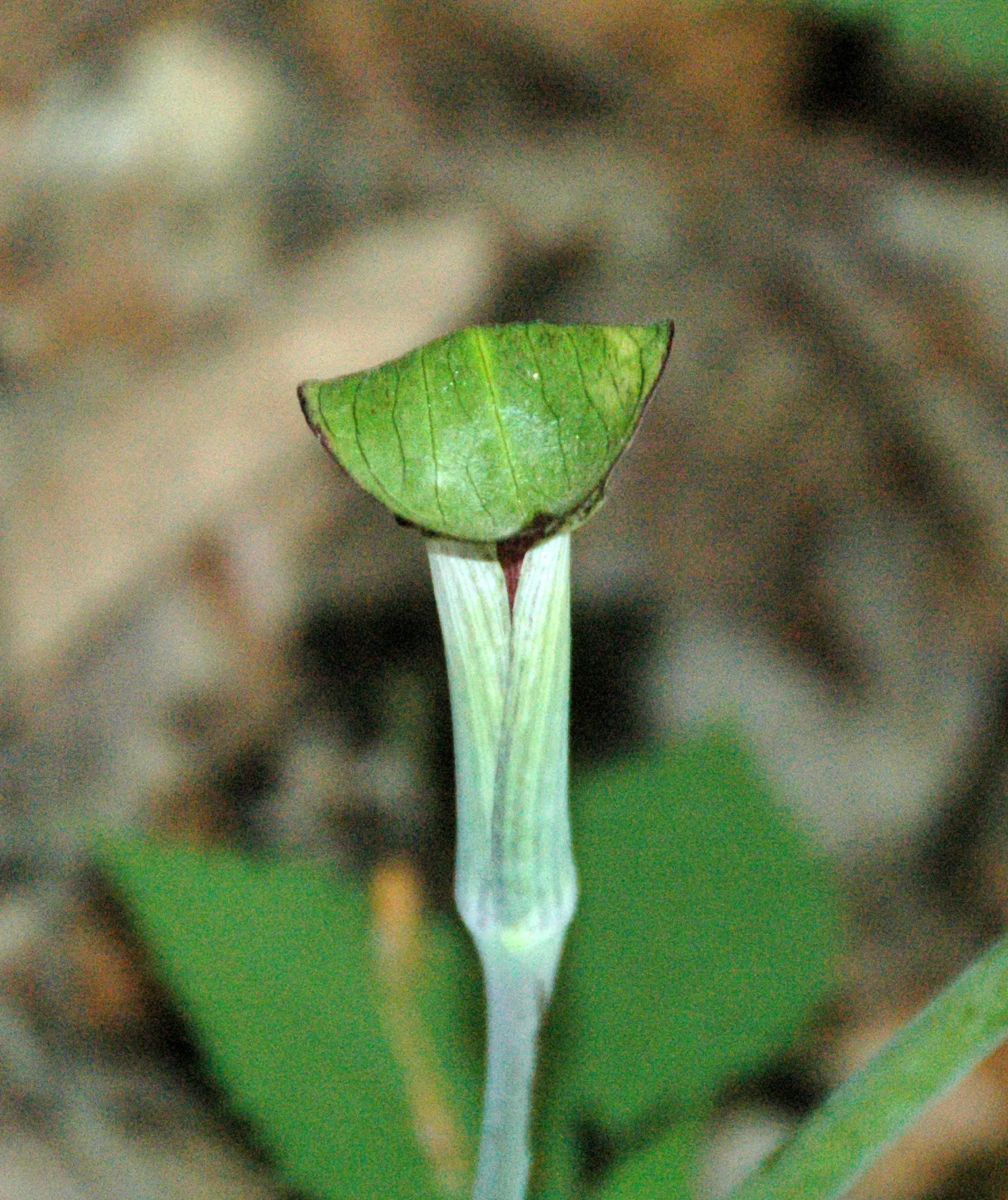 Jack-In-The-Pulpit (Arisaema Triphyllum) — perennial for deep shade or shade; with minimal care and its tolerance for low light and moist conditions, image 110