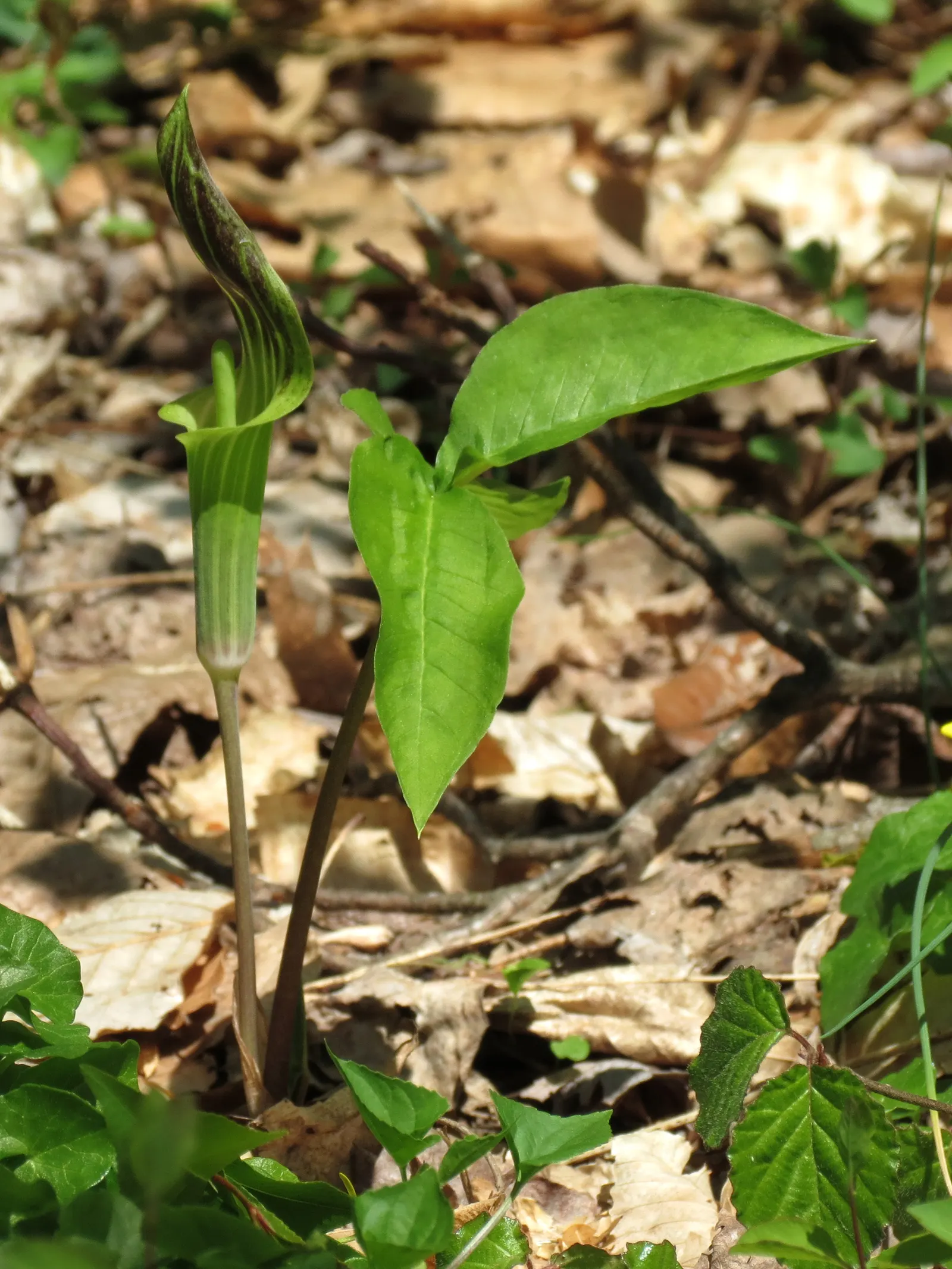 Jack-In-The-Pulpit (Arisaema Triphyllum) — rich soil with partial to full shade