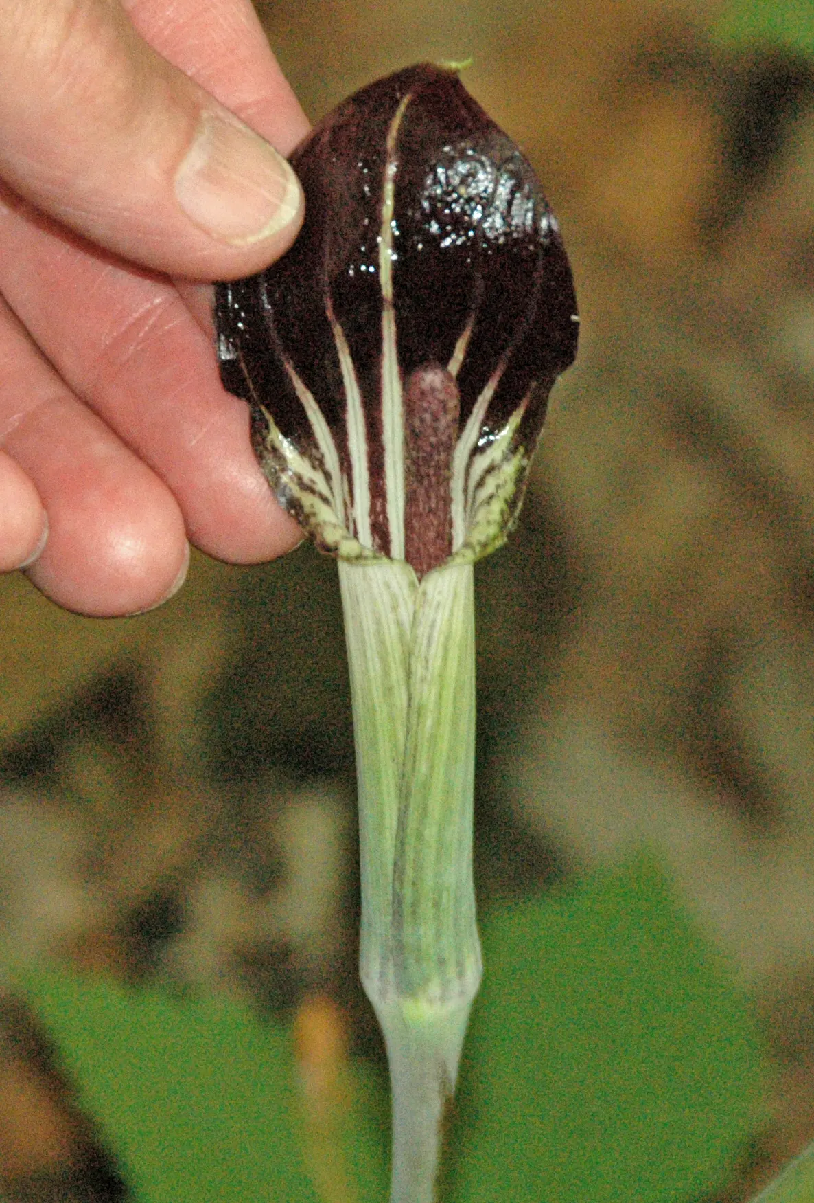 Jack-In-The-Pulpit (Arisaema Triphyllum) — while the spadix within is said to be the "Jack."<br><br>For cultivation; perennial for deep shade or, image 57