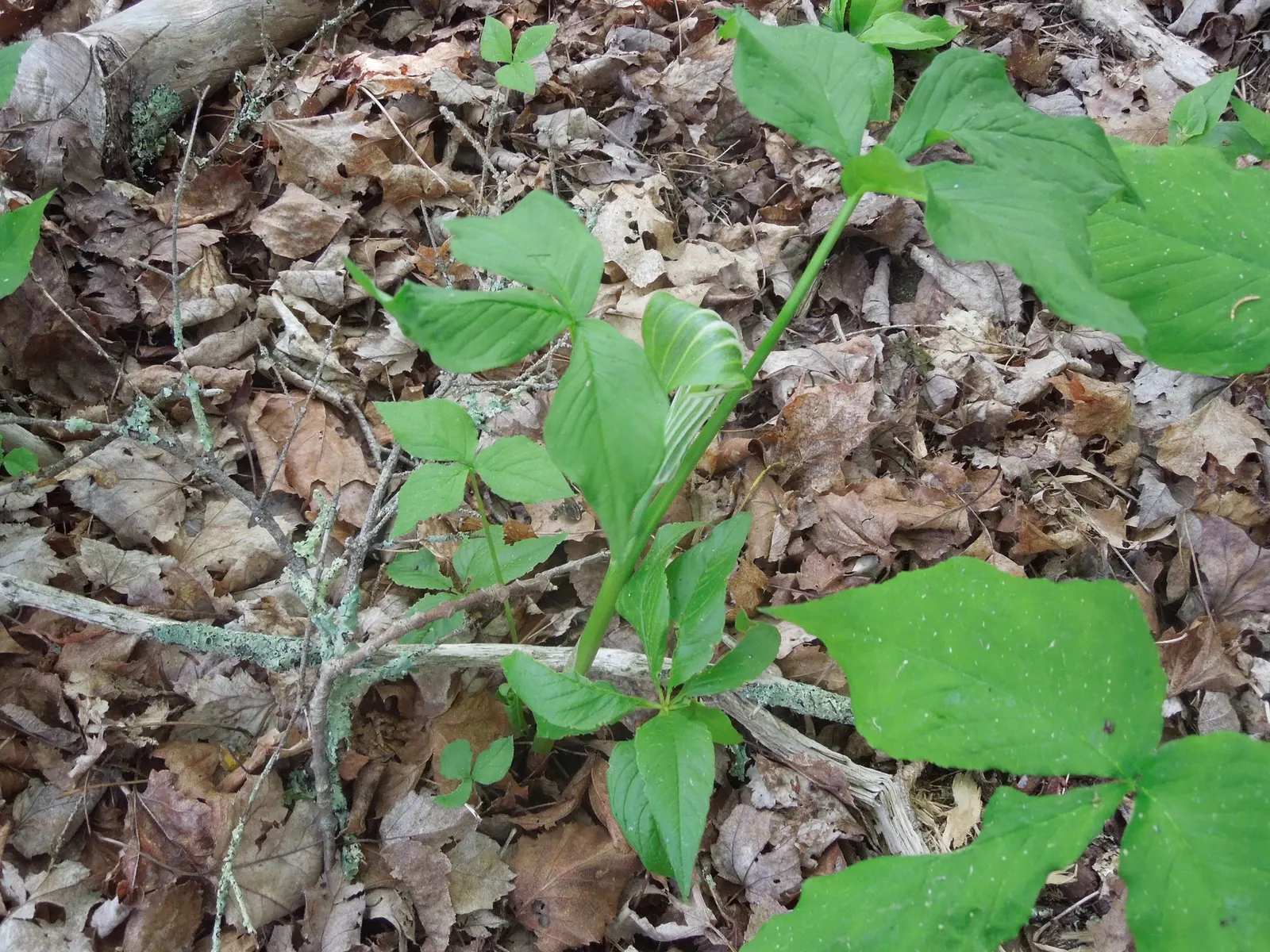 Jack-In-The-Pulpit (Arisaema Triphyllum) — this plant forms colonies through its corm-like tubers; it provides intriguing vertical accents in, image 105