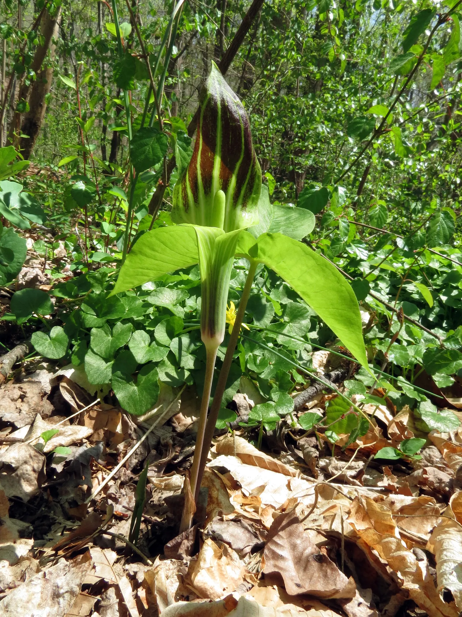 Jack-In-The-Pulpit (Arisaema Triphyllum) — is an enchanting perennial woodland inhabitant valued for its unique flowering structure and its bold