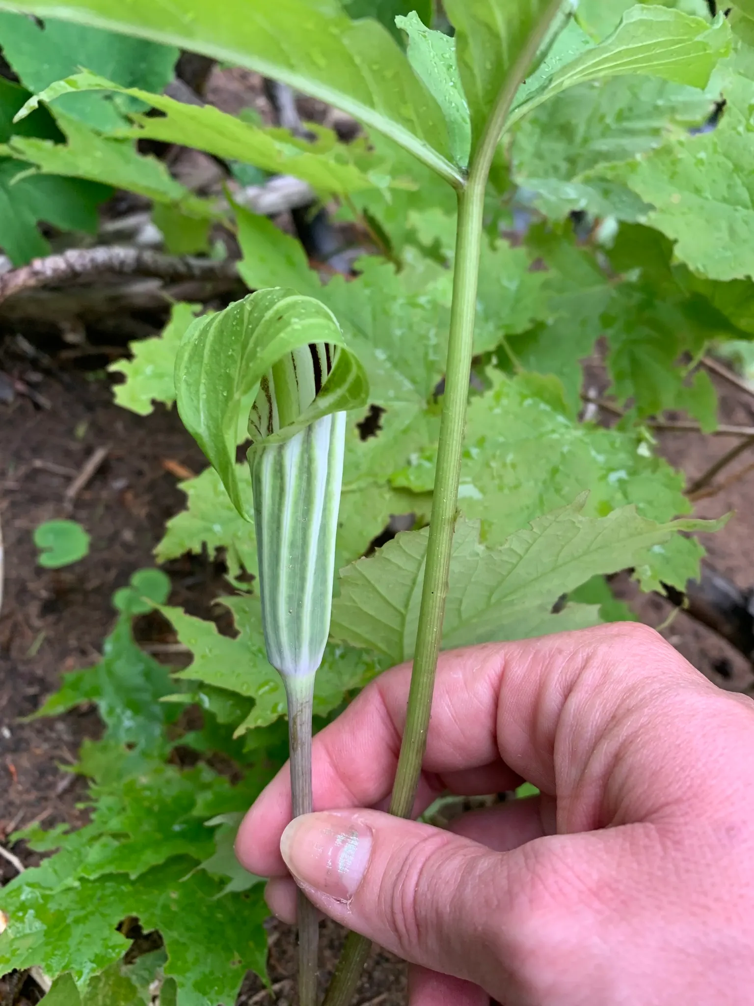 Jack-In-The-Pulpit (Arisaema Triphyllum) — is a captivating woodland perennial; this plant, native to eastern North America, grows 1-2 feet high, image 45