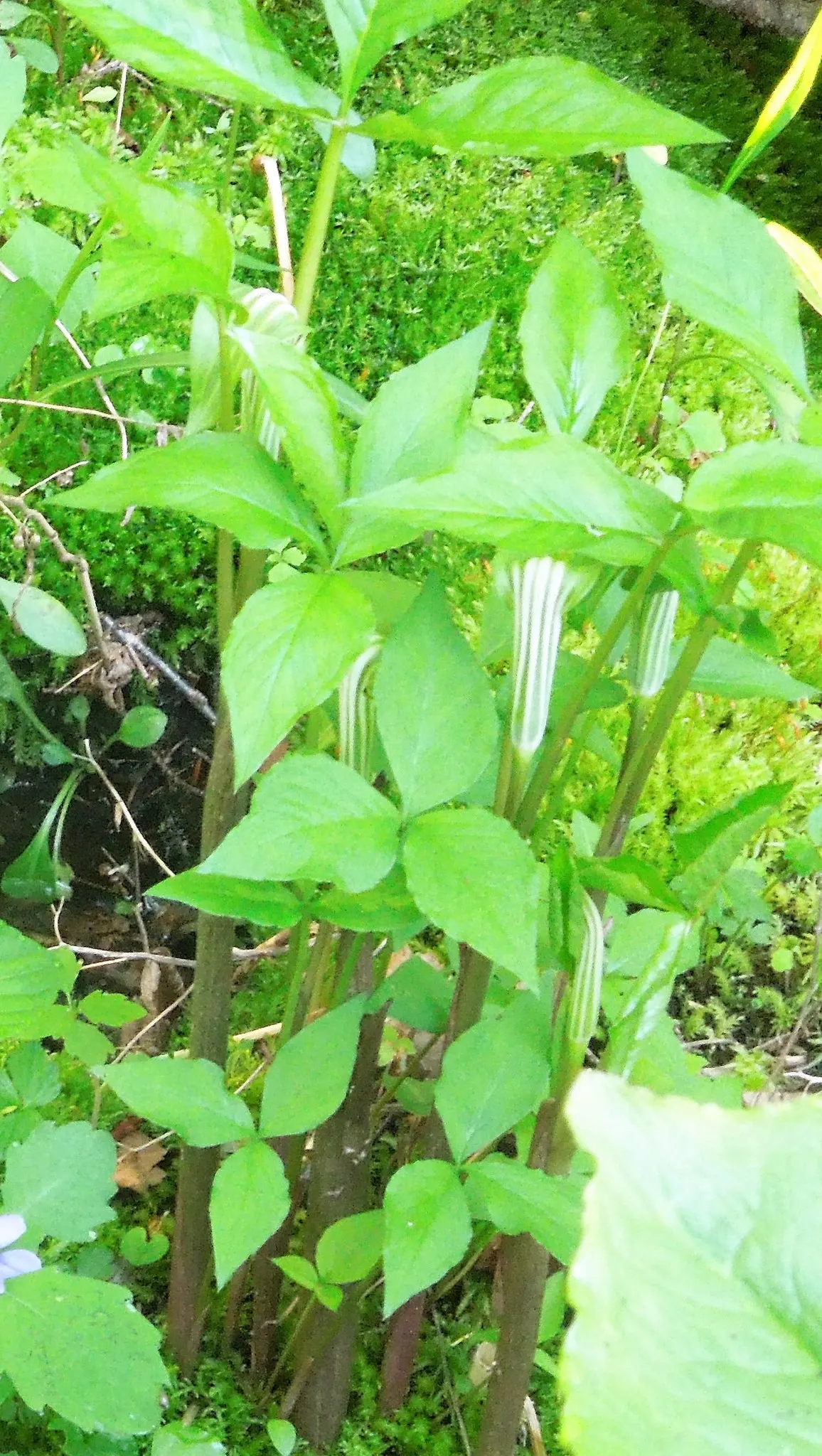 Jack-In-The-Pulpit (Arisaema Triphyllum) — Notable for its striking spring bloom and bright red berries in autumn; which encases a central spadix, image 49
