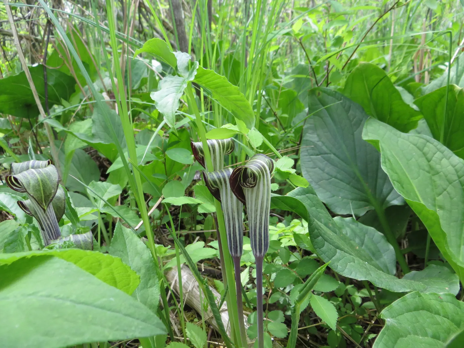 Jack-In-The-Pulpit (Arisaema Triphyllum) — scientifically named Arisaema triphyllum