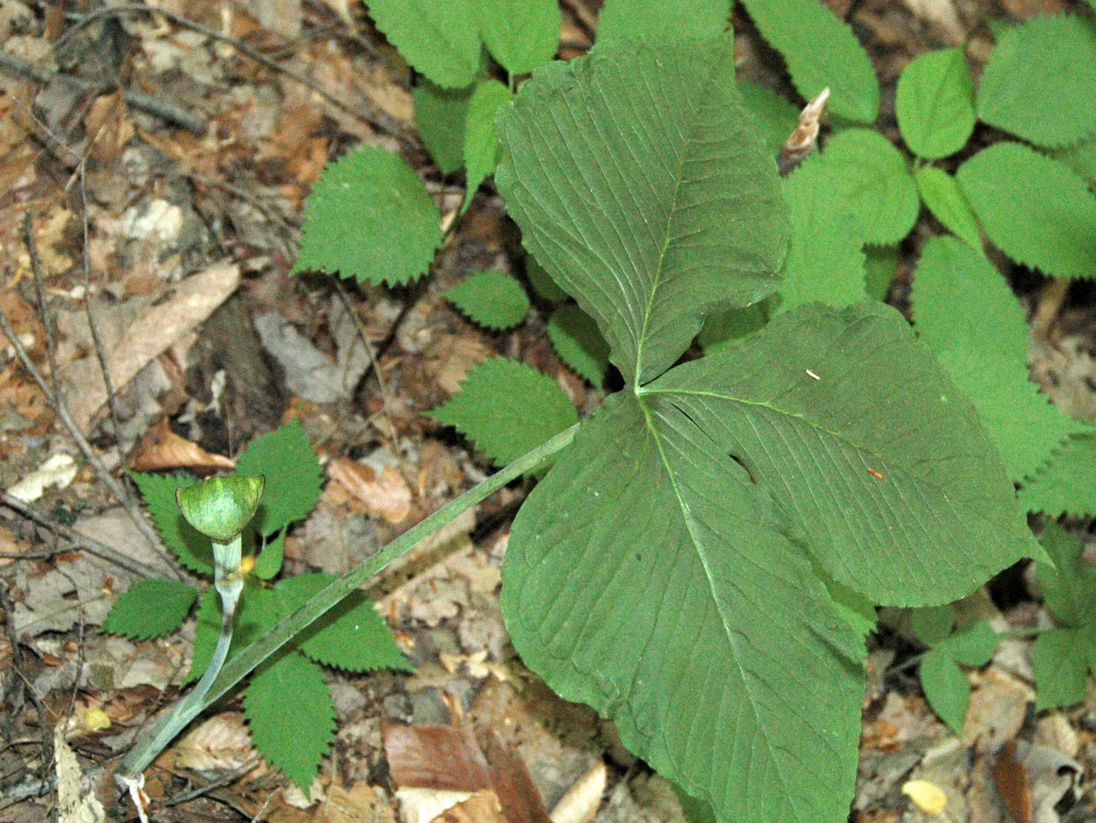 Jack-In-The-Pulpit (Arisaema Triphyllum) — This intriguing bloom, which can reach a height of 1 to 2 feet, appears from late spring to early, image 77