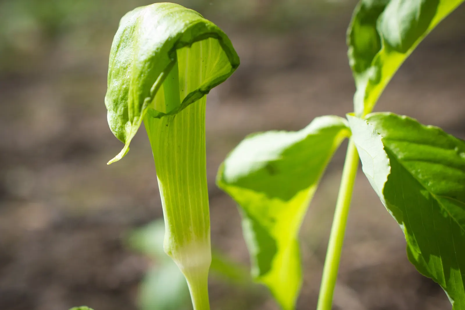 Jack-In-The-Pulpit (Arisaema Triphyllum) — this plant forms colonies through its corm-like tubers; it provides intriguing vertical accents in, image 83