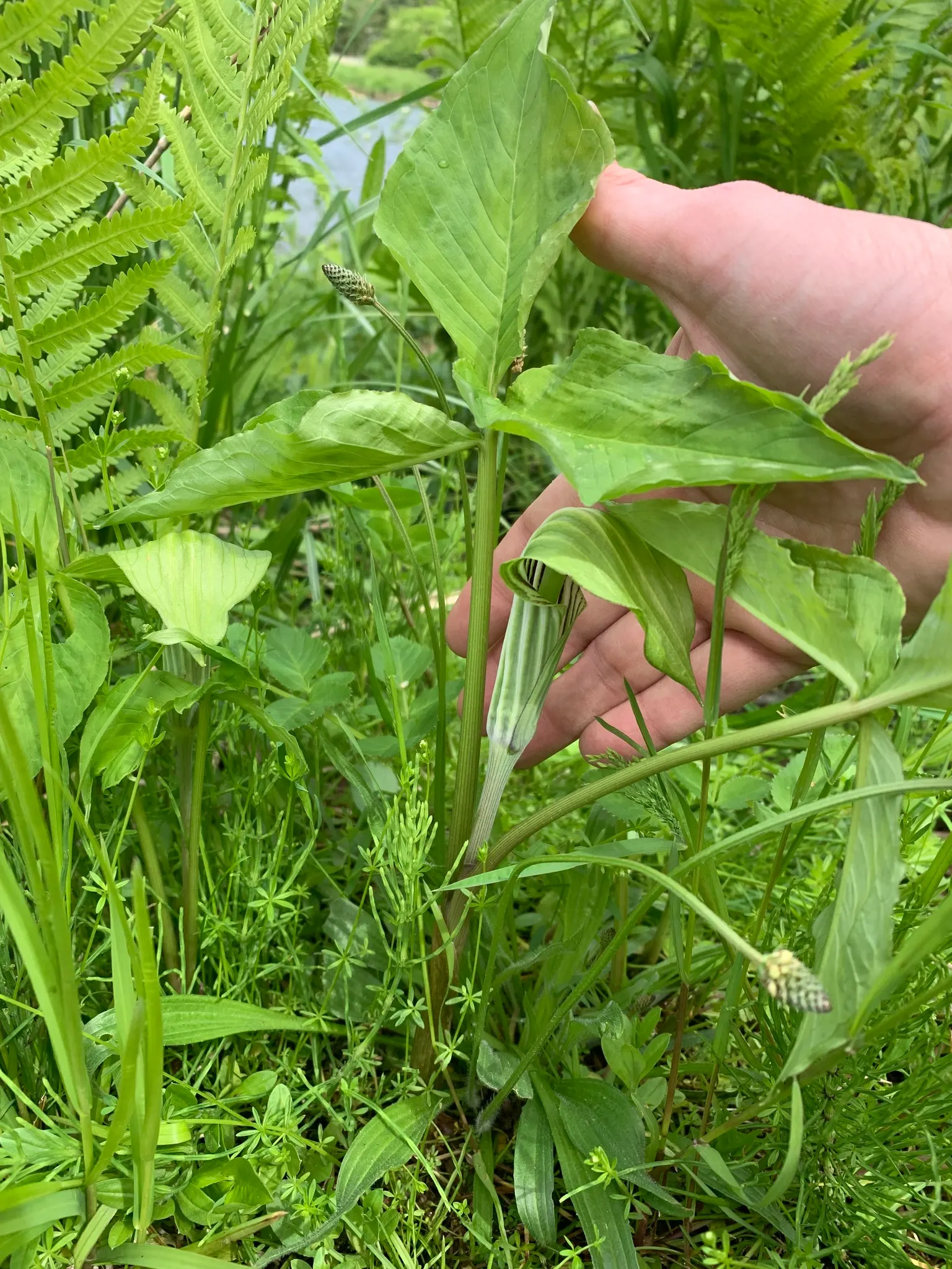 Jack-In-The-Pulpit (Arisaema Triphyllum) — which encases a central spadix; is a captivating woodland perennial, image 76