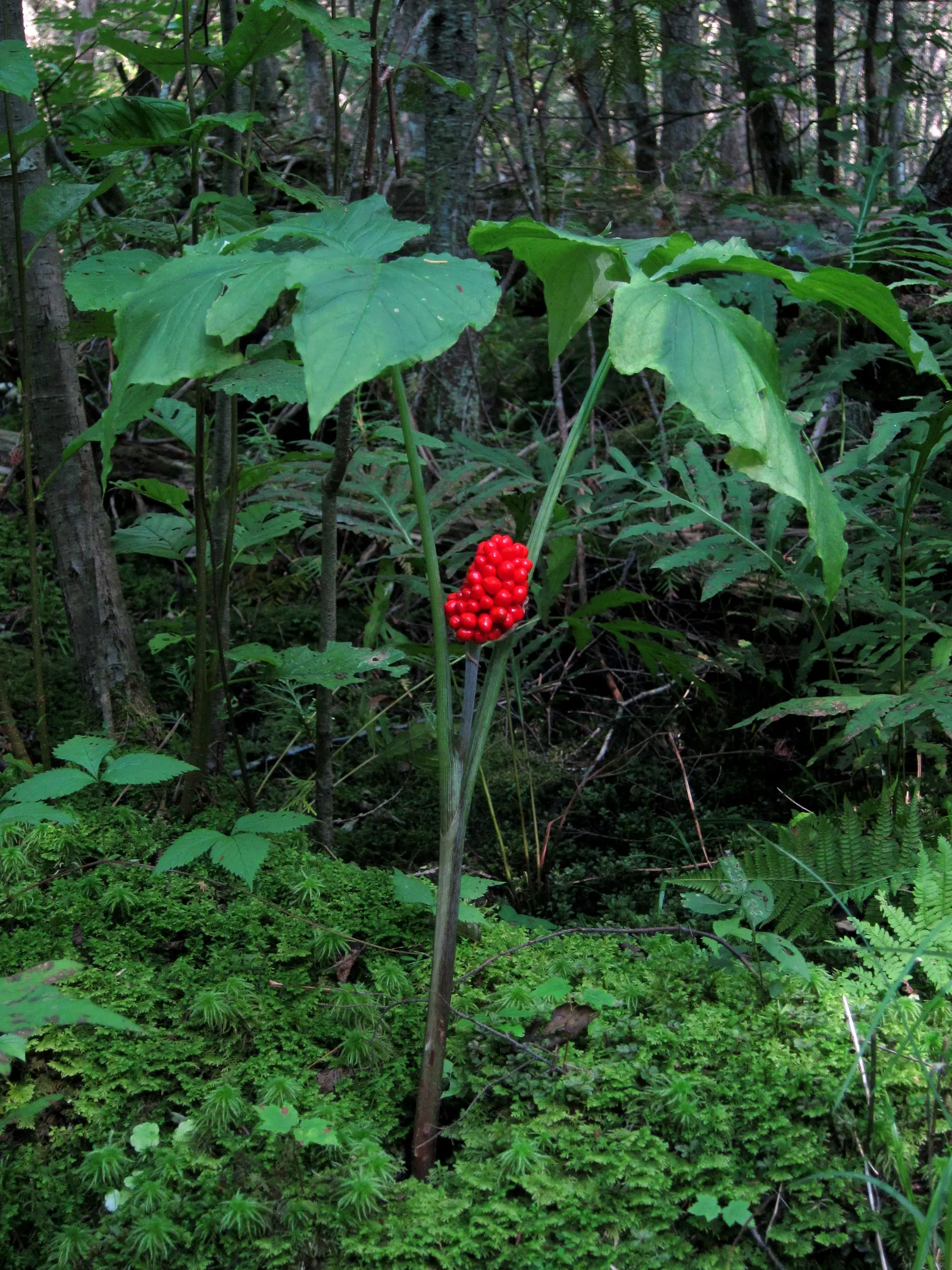 Jack-In-The-Pulpit (Arisaema Triphyllum) — This intriguing bloom, which can reach a height of 1 to 2 feet, appears from late spring to early summer; is an