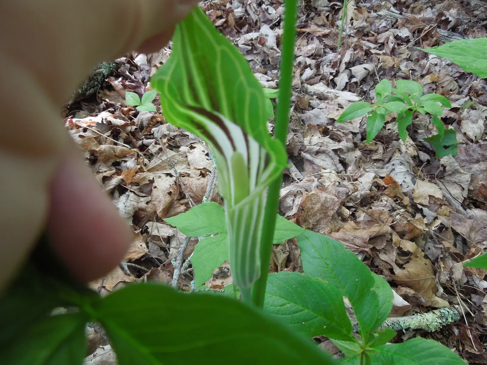 Jack-In-The-Pulpit (Arisaema Triphyllum) — is an enchanting perennial woodland inhabitant valued for its unique flowering structure and its bold; a, image 52