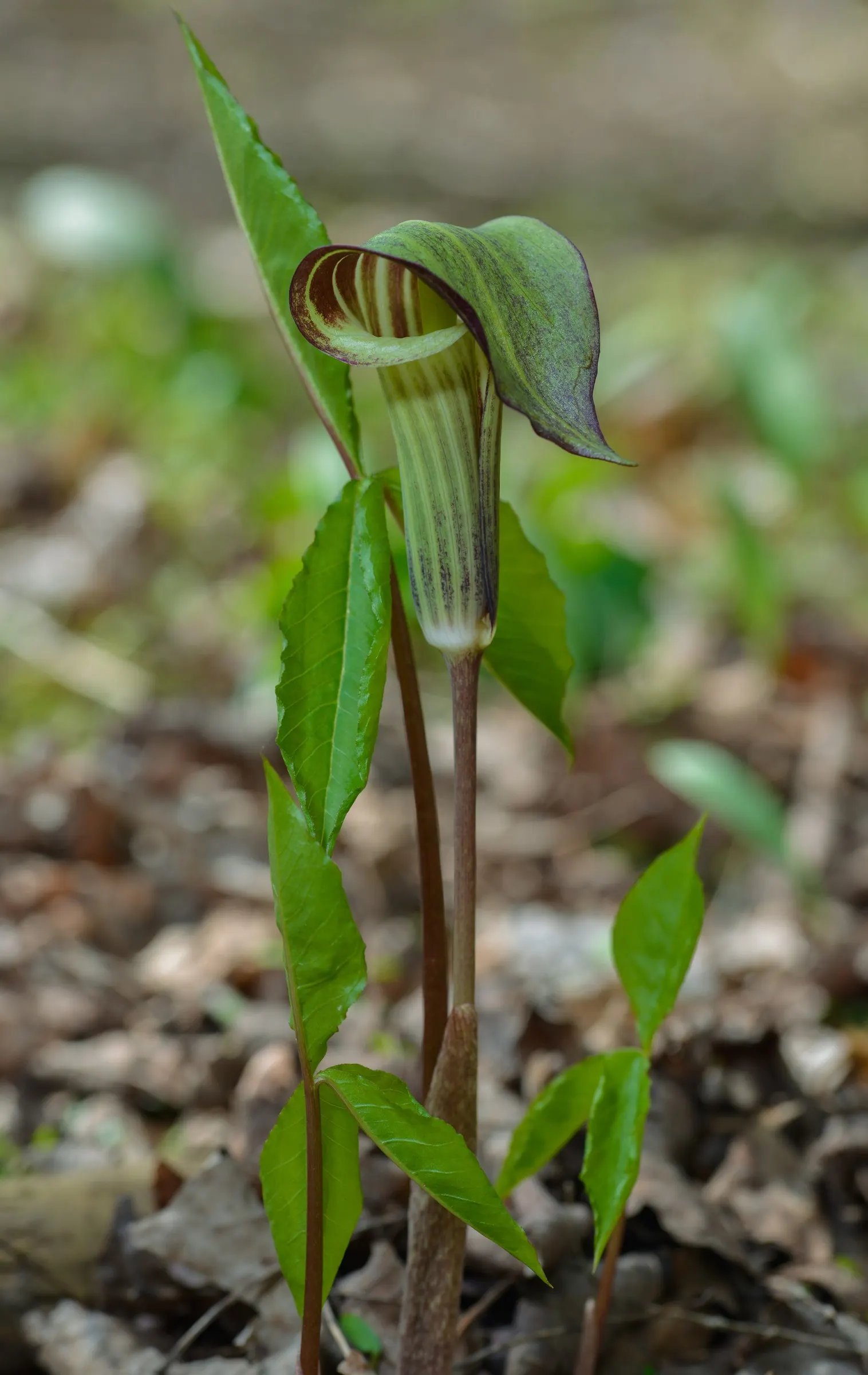 Jack-In-The-Pulpit (Arisaema Triphyllum) — This intriguing bloom, which can reach a height of 1 to 2 feet, appears from late spring to early summer