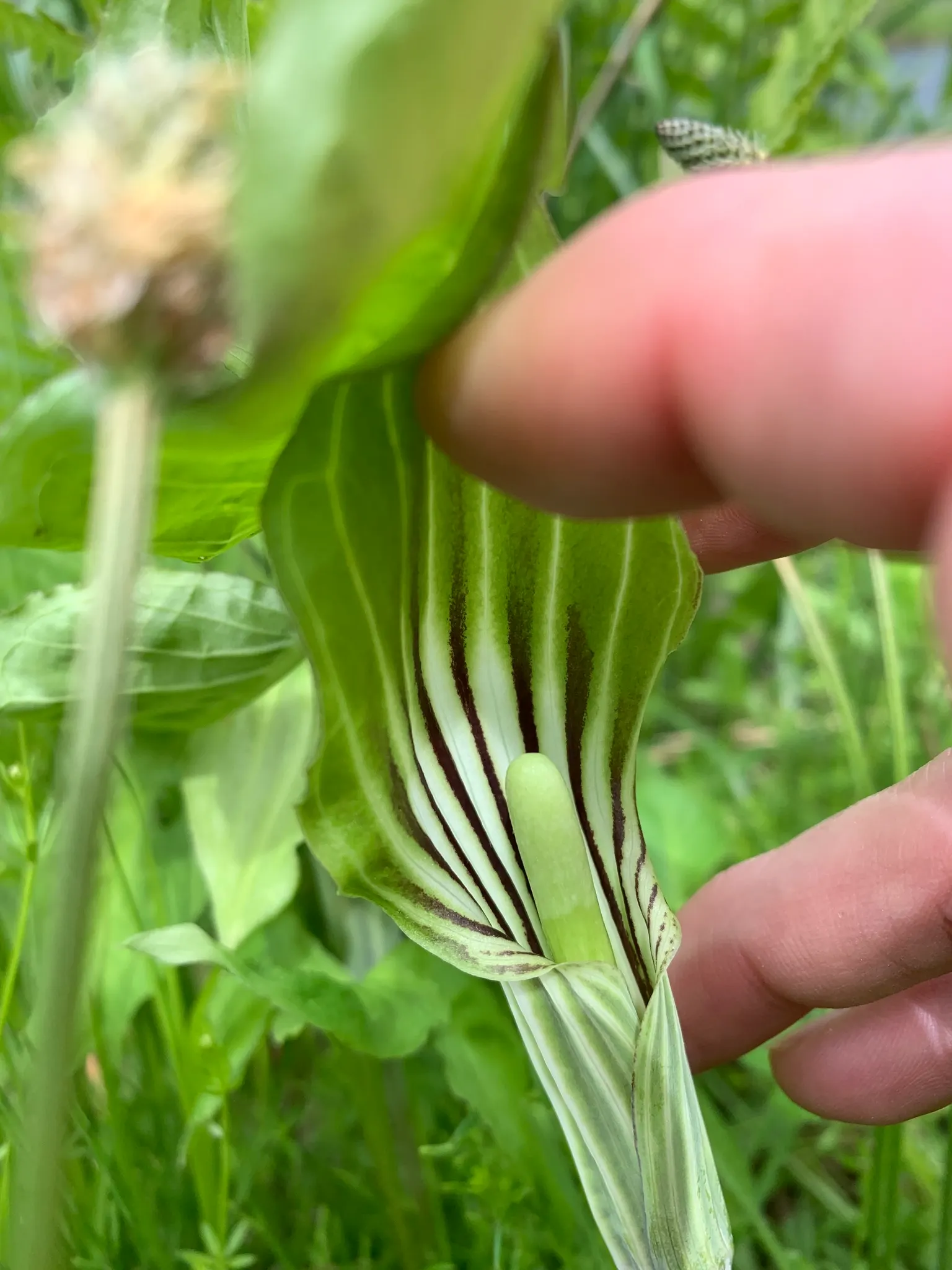 Jack-In-The-Pulpit (Arisaema Triphyllum) — perennial for deep shade or shade