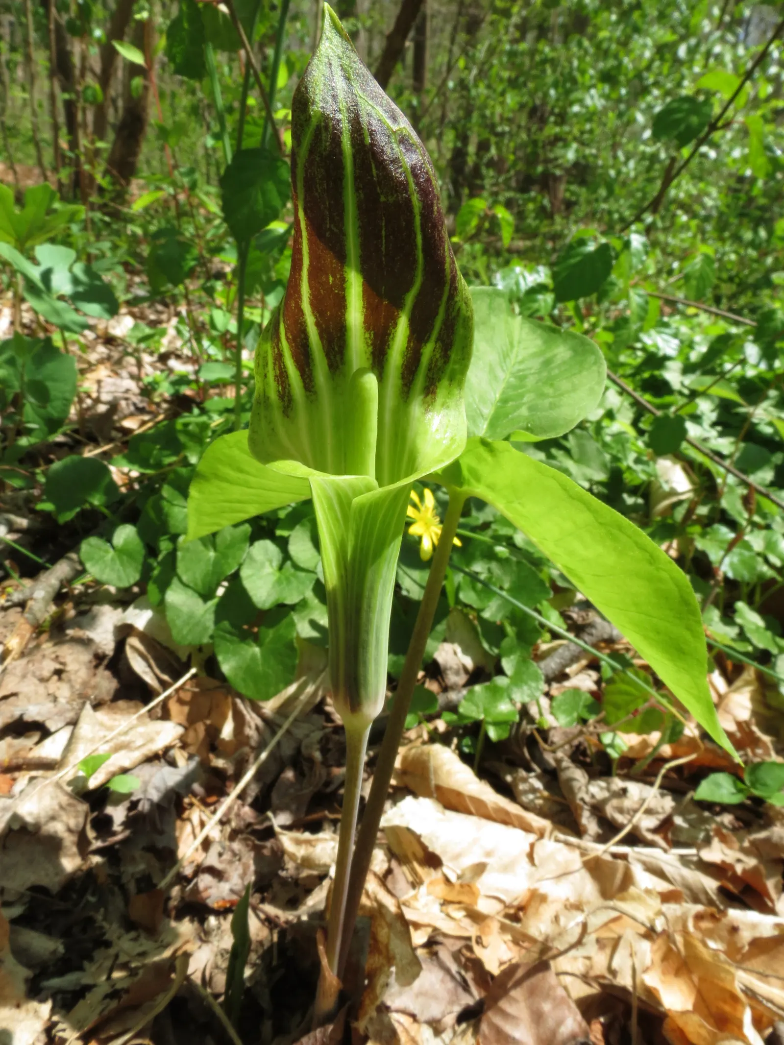 Jack-In-The-Pulpit (Arisaema Triphyllum) — The spathe\'s curious shape resembles a pulpit; well-drained soil rich in organic matter, image 78