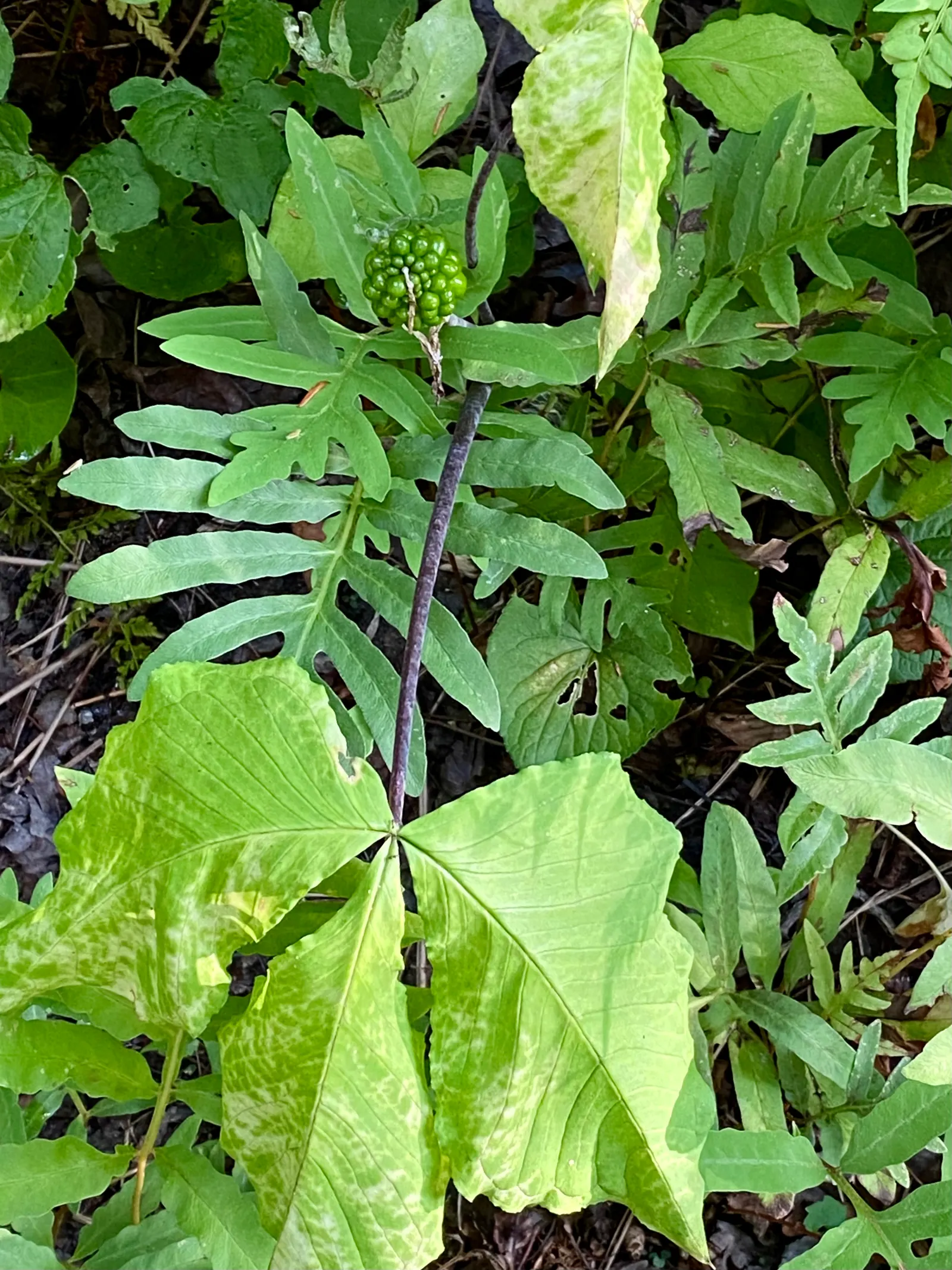 Jack-In-The-Pulpit (Arisaema Triphyllum) — gold and multi-colored and purple flowers in the garden