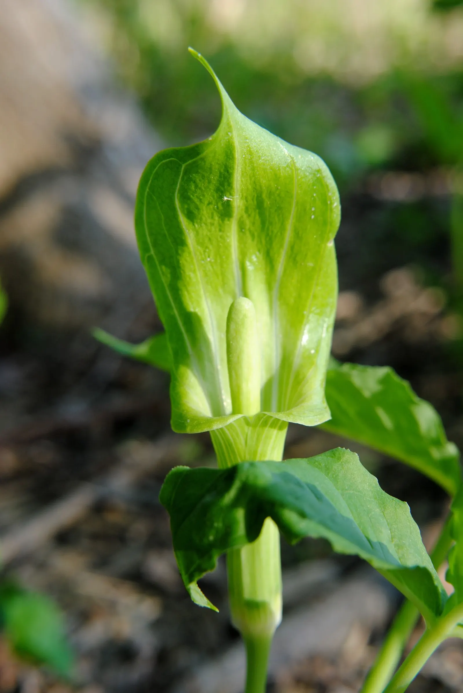 Jack-In-The-Pulpit (Arisaema Triphyllum) — it bears clusters of brilliant red berries that provide a visual interest as well as food for local, image 106