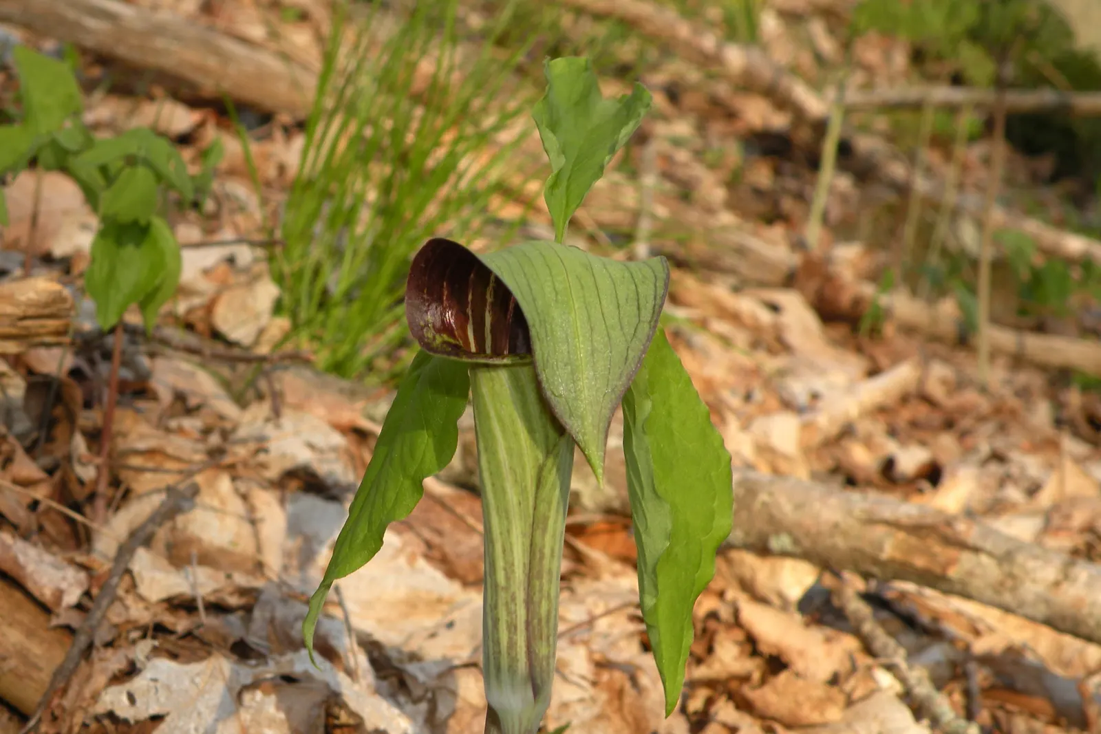 Jack-In-The-Pulpit (Arisaema Triphyllum) — rich soil with partial to full shade; this intriguing bloom, which can reach a height of 1 to 2 feet, image 112