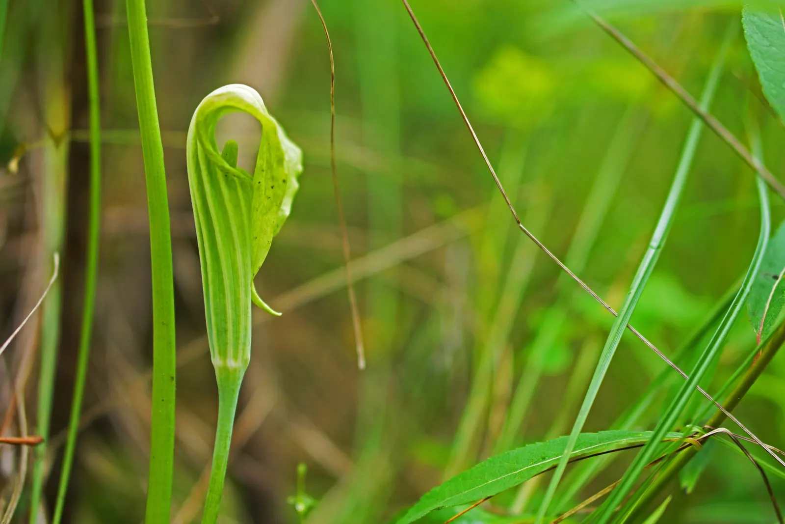 Jack-In-The-Pulpit (Arisaema Triphyllum) — gold and multi-colored and purple flowers in the garden; notable for its striking spring bloom and, image 64
