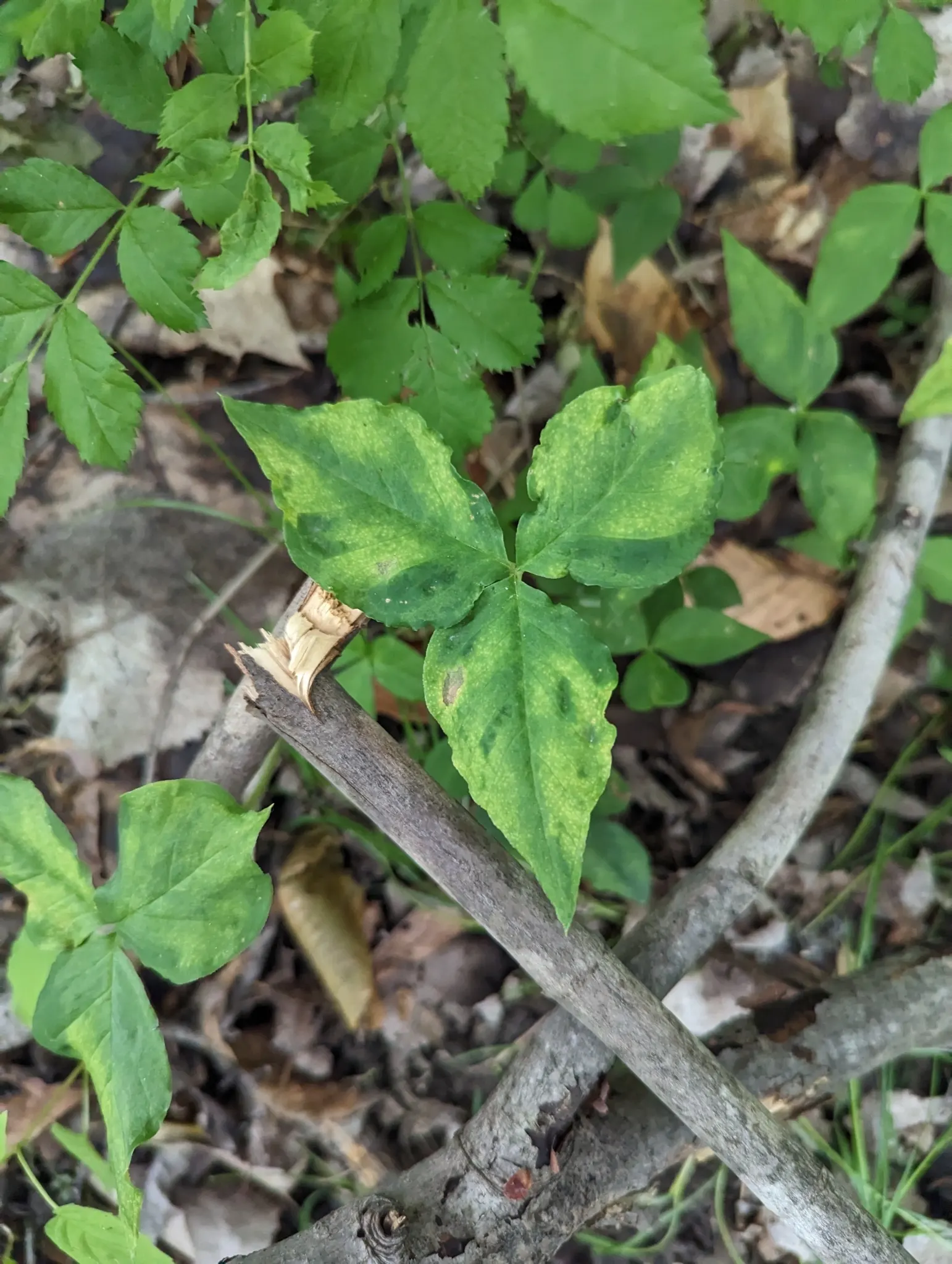 Jack-In-The-Pulpit (Arisaema Triphyllum) — It features a hooded spathe up to 5 inches tall, concealing a spadix; it bears clusters of brilliant red berries
