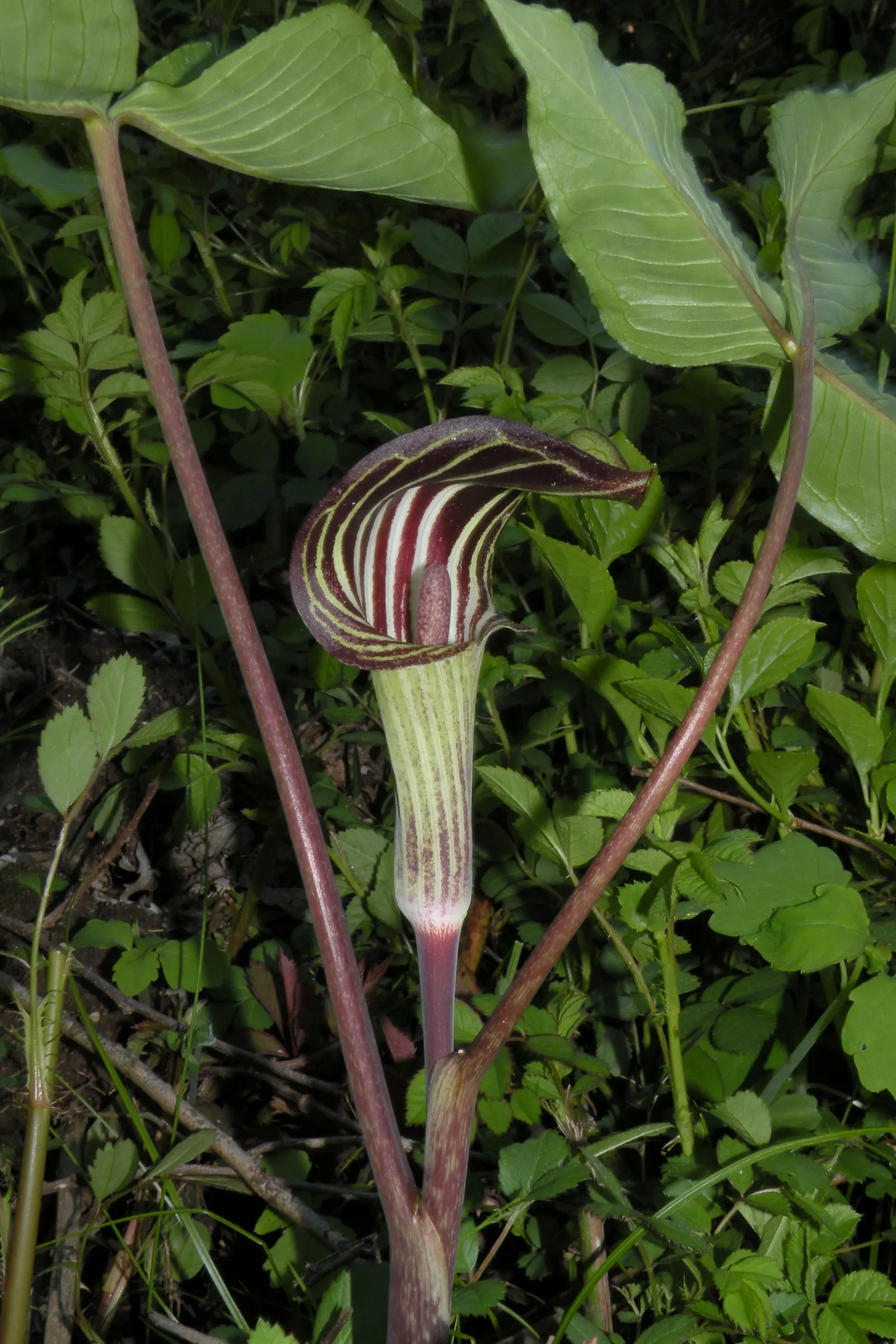 Jack-In-The-Pulpit (Arisaema Triphyllum) — perennial for deep shade or shade; with minimal care and its tolerance for low light and moist conditions, image 66
