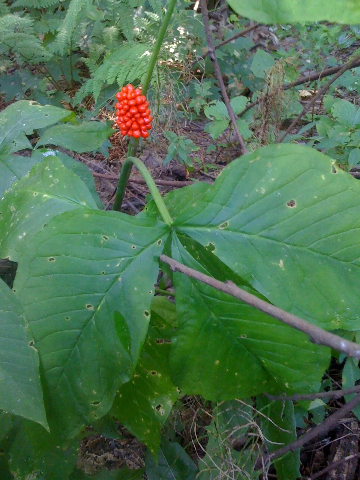 Jack-In-The-Pulpit (Arisaema Triphyllum) — perennial for deep shade or shade; with minimal care and its tolerance for low light and moist conditions, image 88