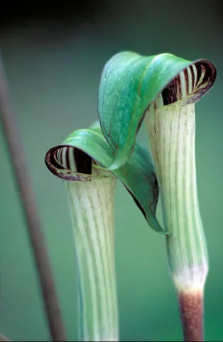 Jack-In-The-Pulpit (Arisaema Triphyllum) — while the spadix within is said to be the "Jack."<br><br>For cultivation; perennial for deep shade or, image 79