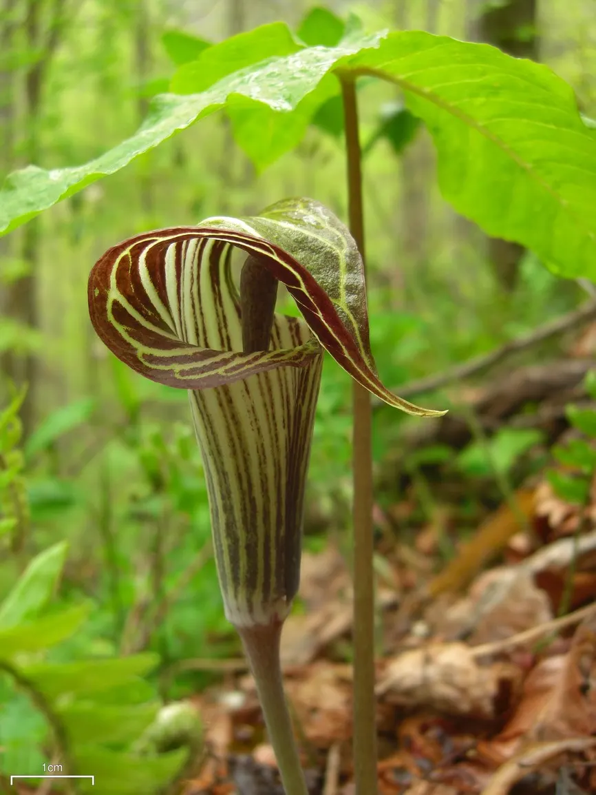 Jack-In-The-Pulpit (Arisaema Triphyllum) — which encases a central spadix; is a captivating woodland perennial