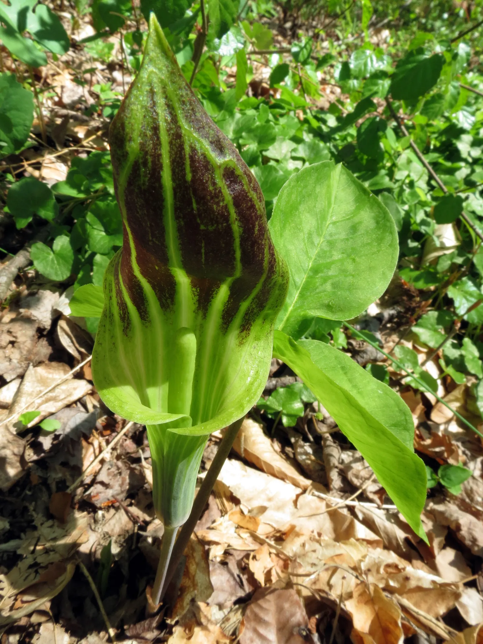 Jack-In-The-Pulpit (Arisaema Triphyllum) — perennial for deep shade or shade; with minimal care and its tolerance for low light and moist conditions