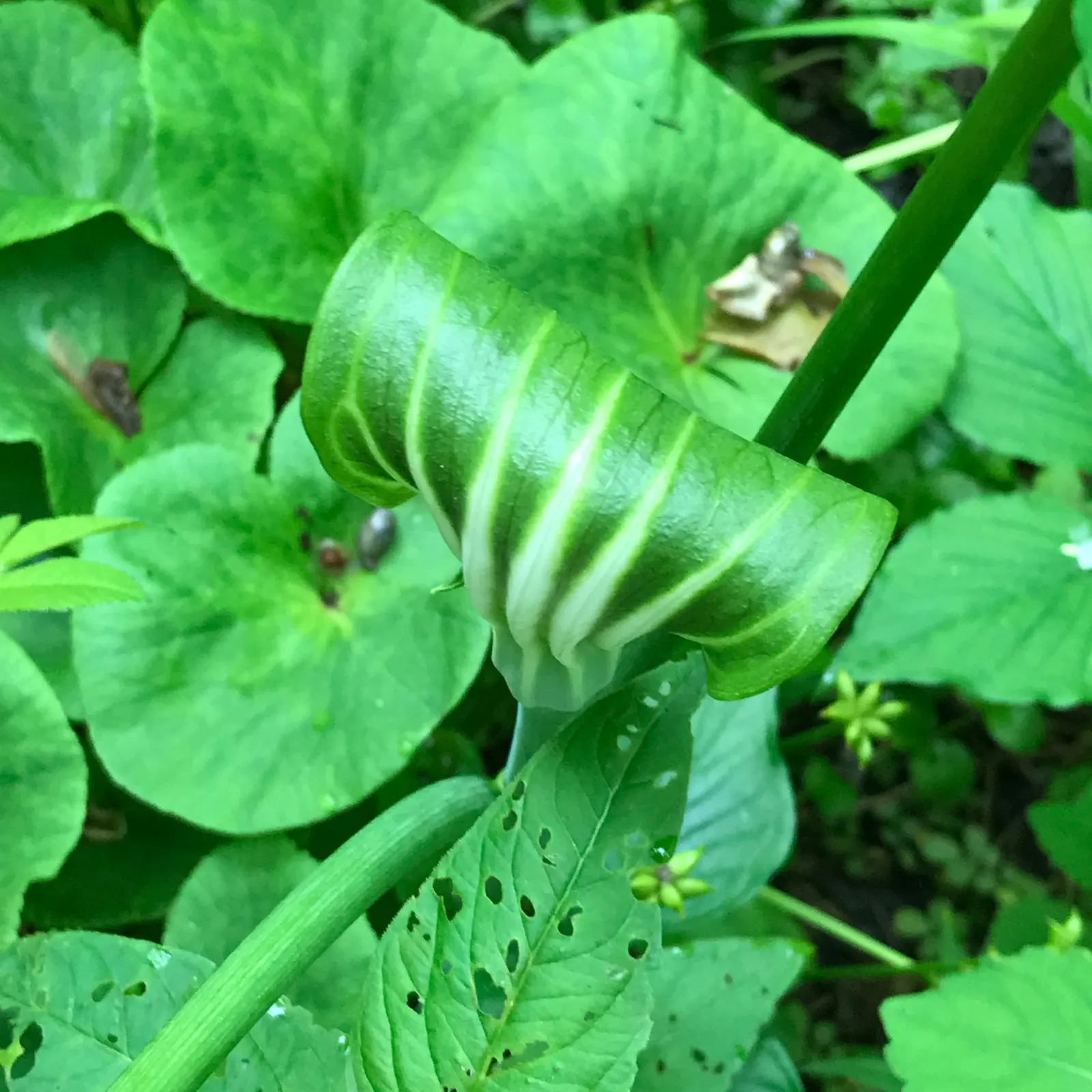 Jack-In-The-Pulpit (Arisaema Triphyllum) — which encases a central spadix; is a captivating woodland perennial, image 54