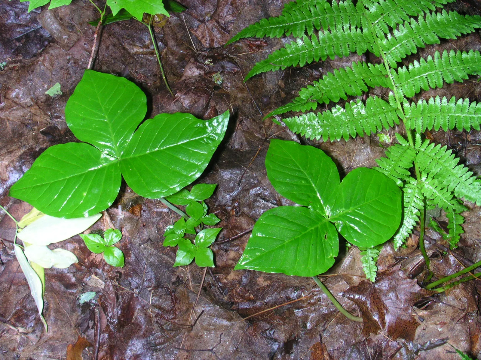Jack-In-The-Pulpit (Arisaema Triphyllum) — Jack-in-the-pulpit requires moist; scientifically named Arisaema triphyllum, image 102