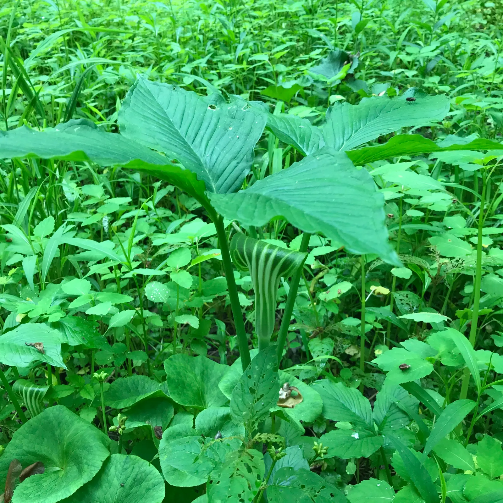 Jack-In-The-Pulpit (Arisaema Triphyllum) — while the spadix within is said to be the "Jack."<br><br>For cultivation