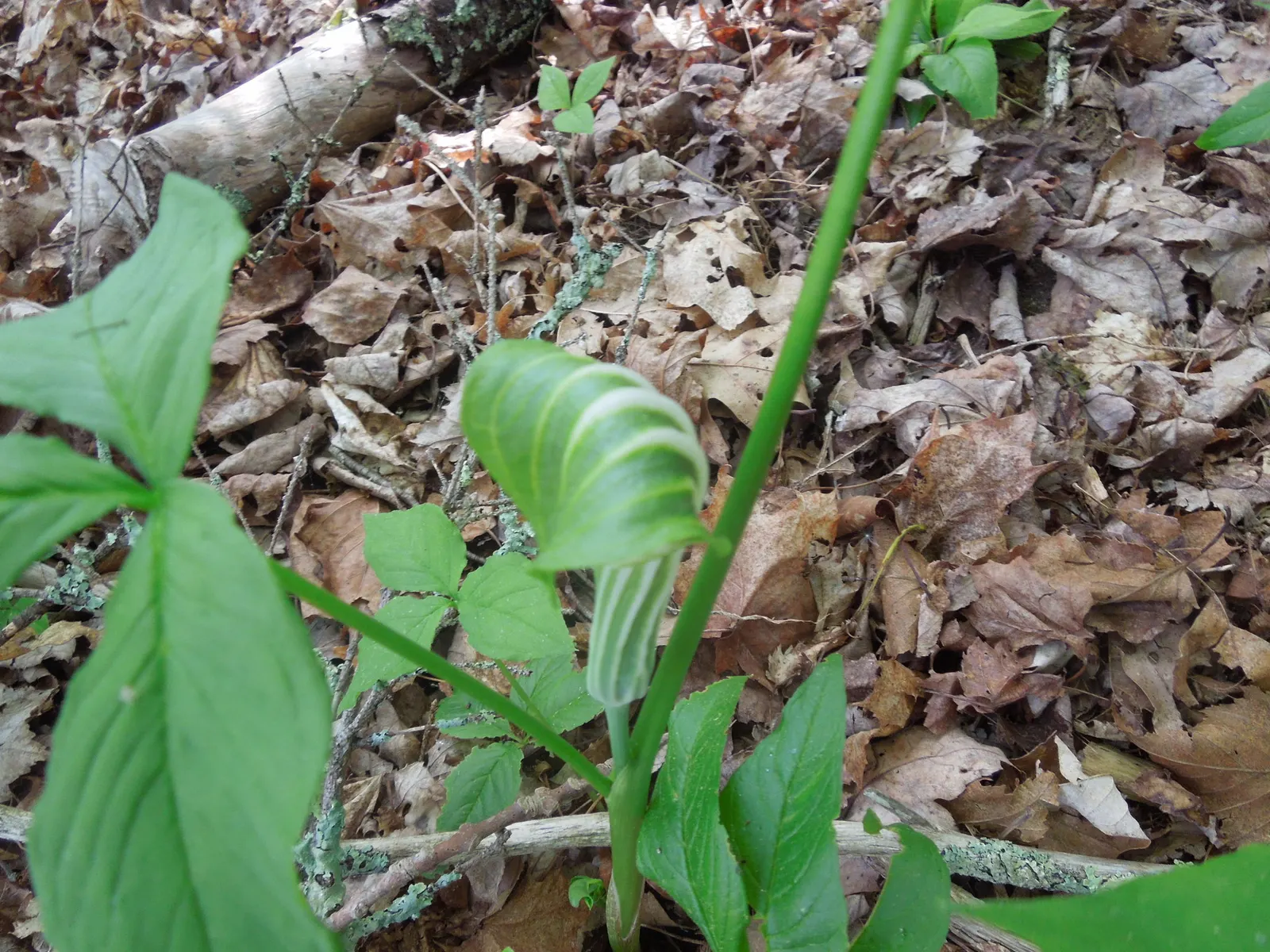 Jack-In-The-Pulpit (Arisaema Triphyllum) — Notable for its striking spring bloom and bright red berries in autumn