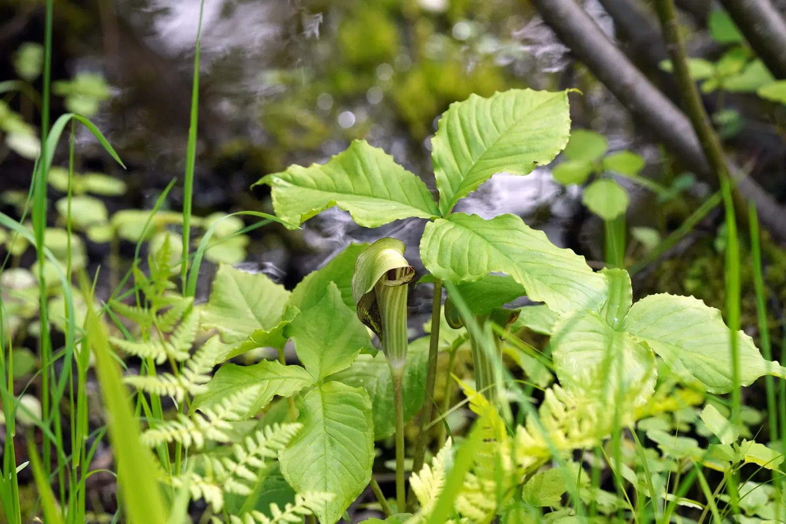 Jack-In-The-Pulpit (Arisaema Triphyllum) — With minimal care and its tolerance for low light and moist conditions; gold and multi-colored and, image 63